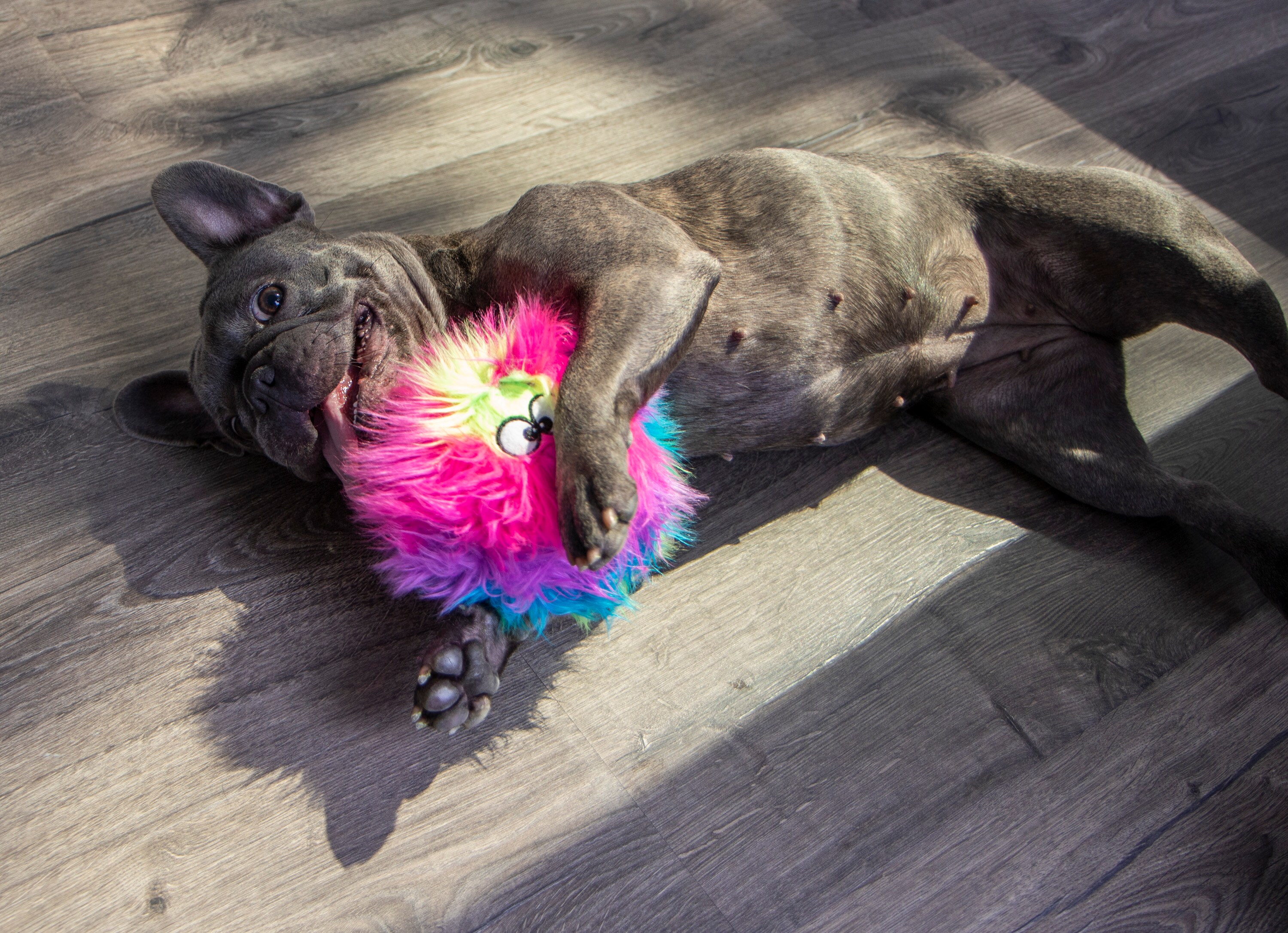 goDog 73736-48997-024 Dog-Toys - View #8