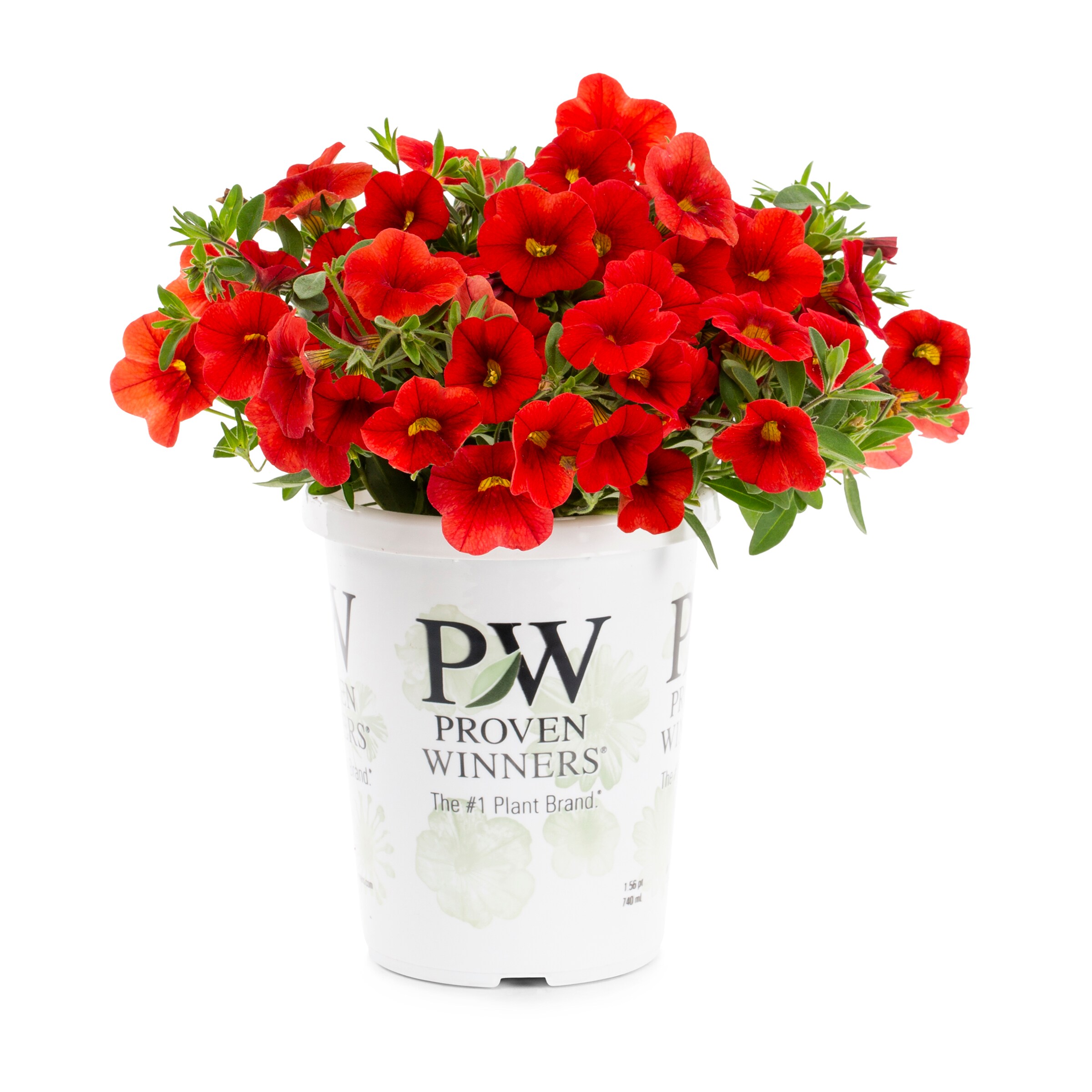 Lowe's NURSERY Multicolor Calibrachoa in 1.56-Pint Pot