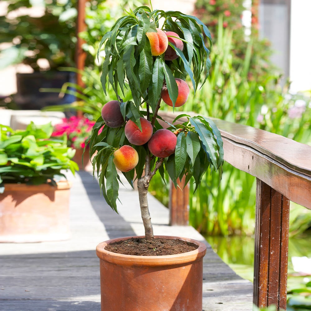 Brighter Blooms 11666 Plant in Pot