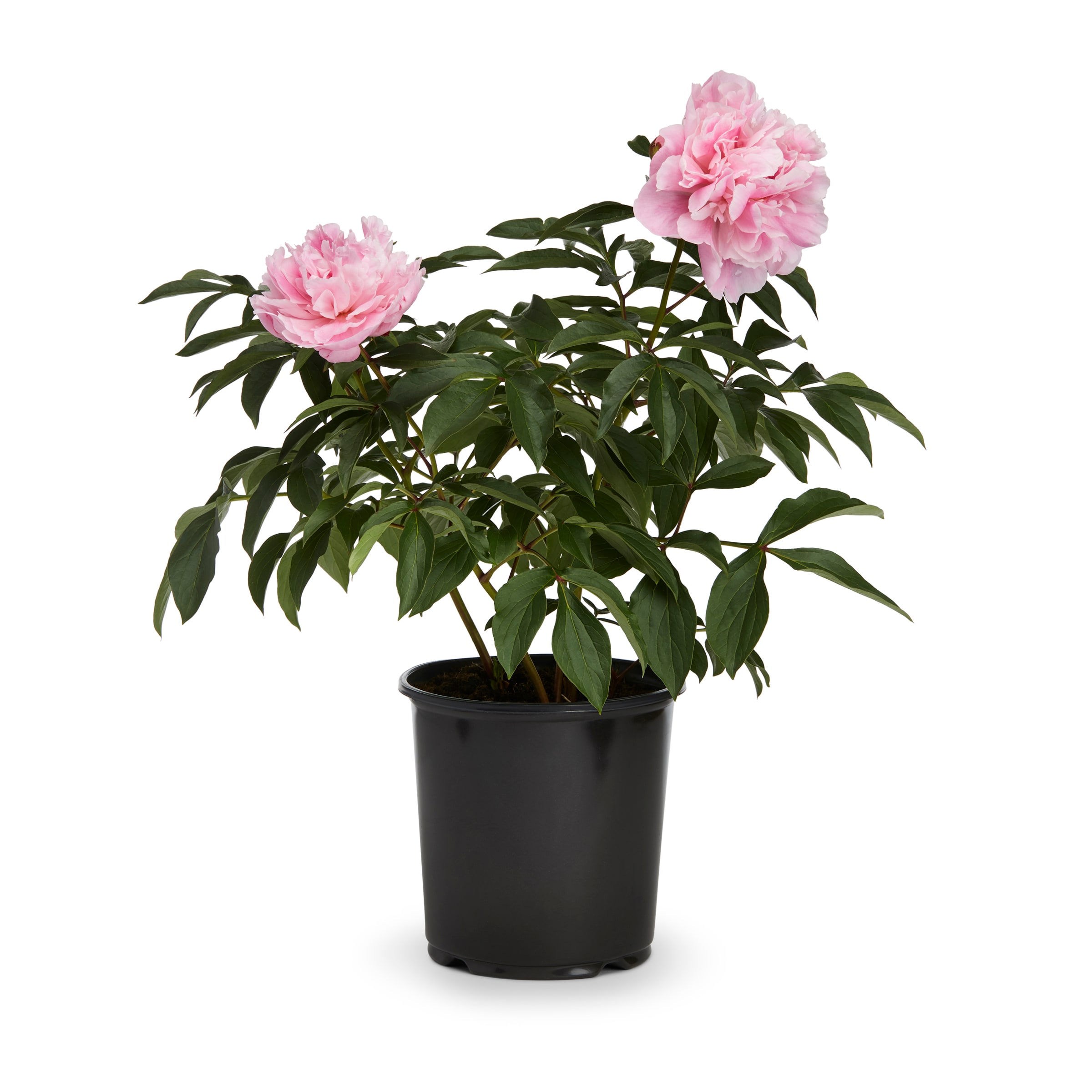 Lowe s Peony Plant in 1 Gallon Pot in the Perennials department at Lowes