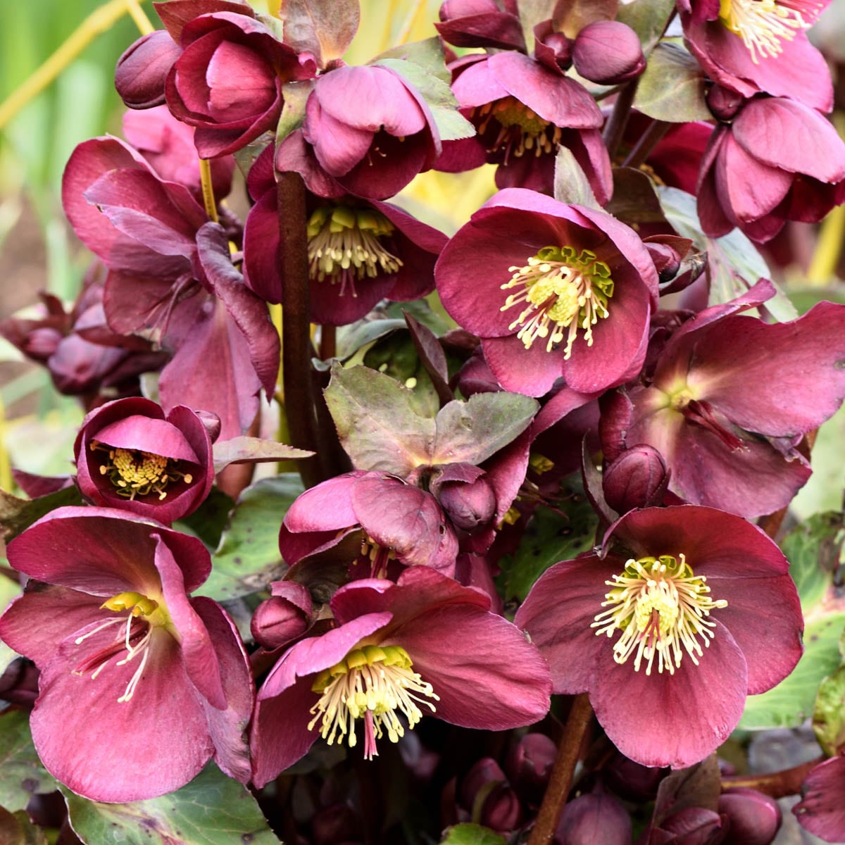 færge Touhou Avenue Spring Hill Nurseries Anna's Red Lenten Rose Hellebore Perennial Plant in  1-Pack Bareroot in the Perennials department at Lowes.com
