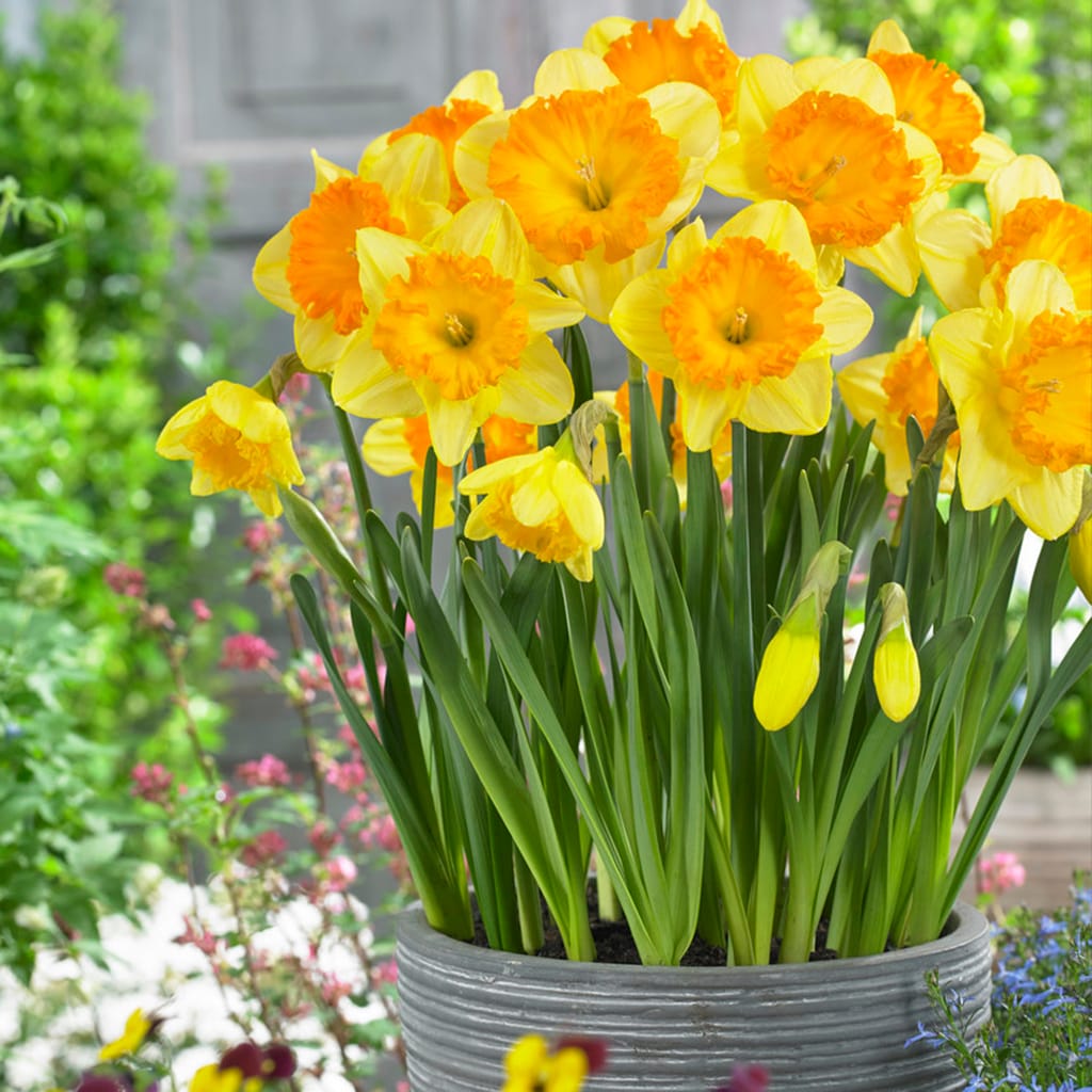 Breck's Yellow King Alfred Daffodil Bulbs Bagged 100-Pack in the Plant  Bulbs department at