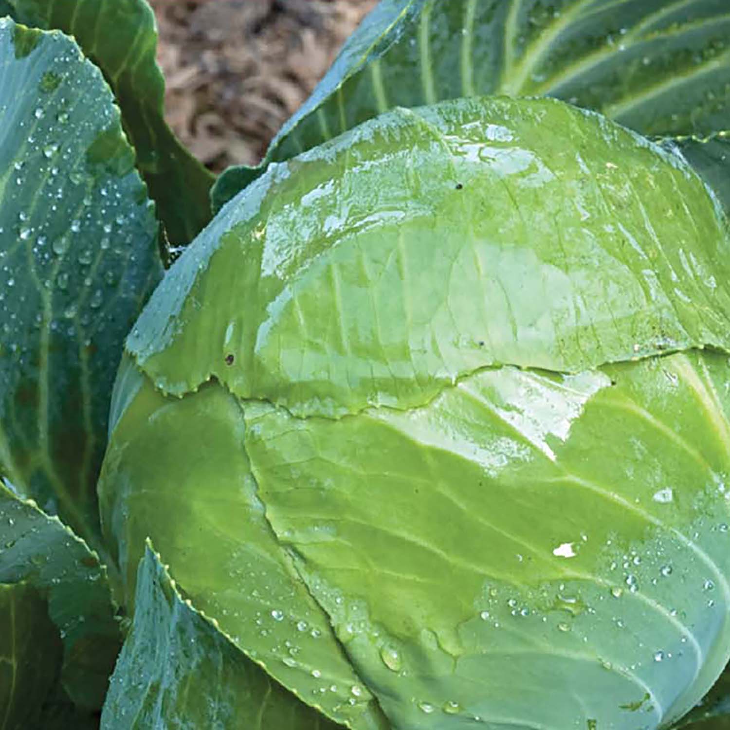 Ferry-Morse LC25.4145 Vegetable-Herb-Seeds - View #3