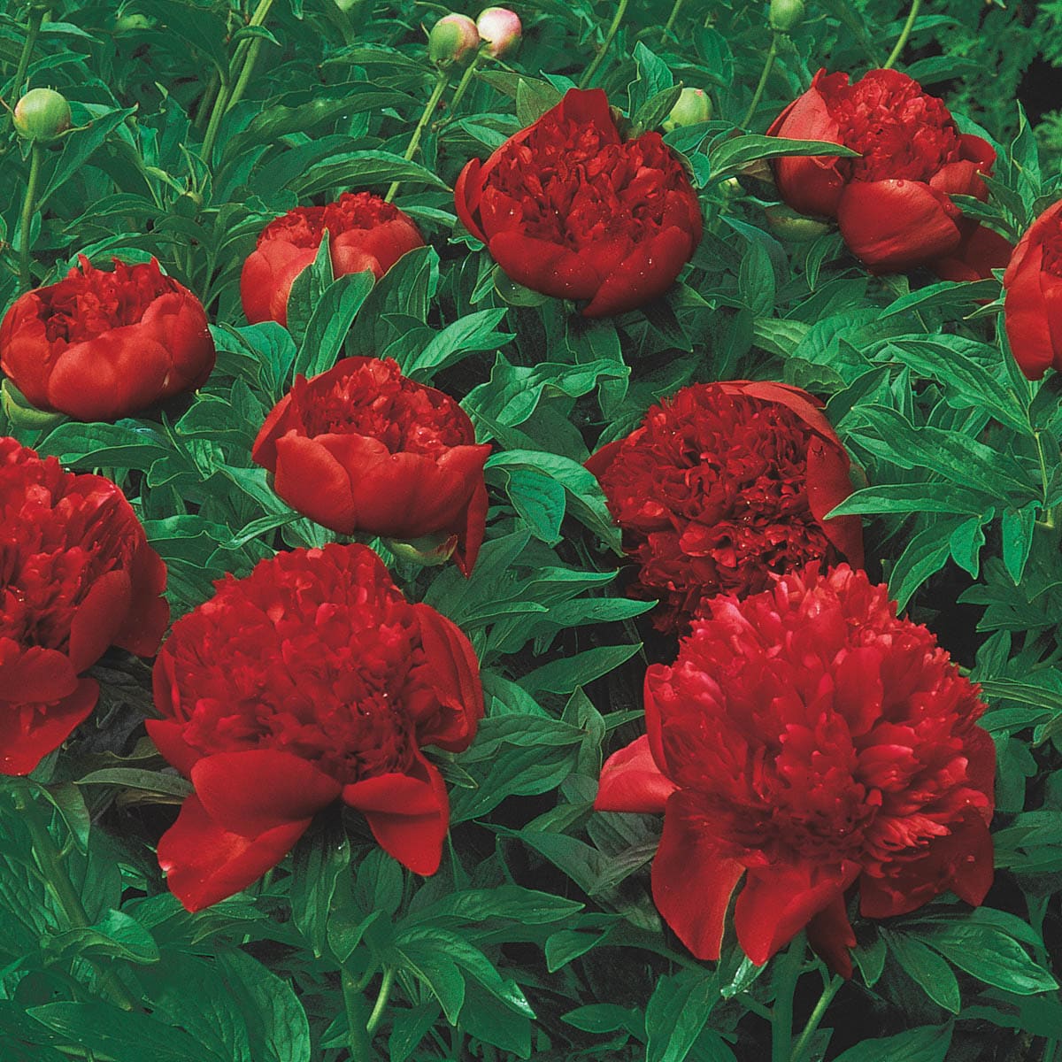 Breck's 63380 perennials - View #3