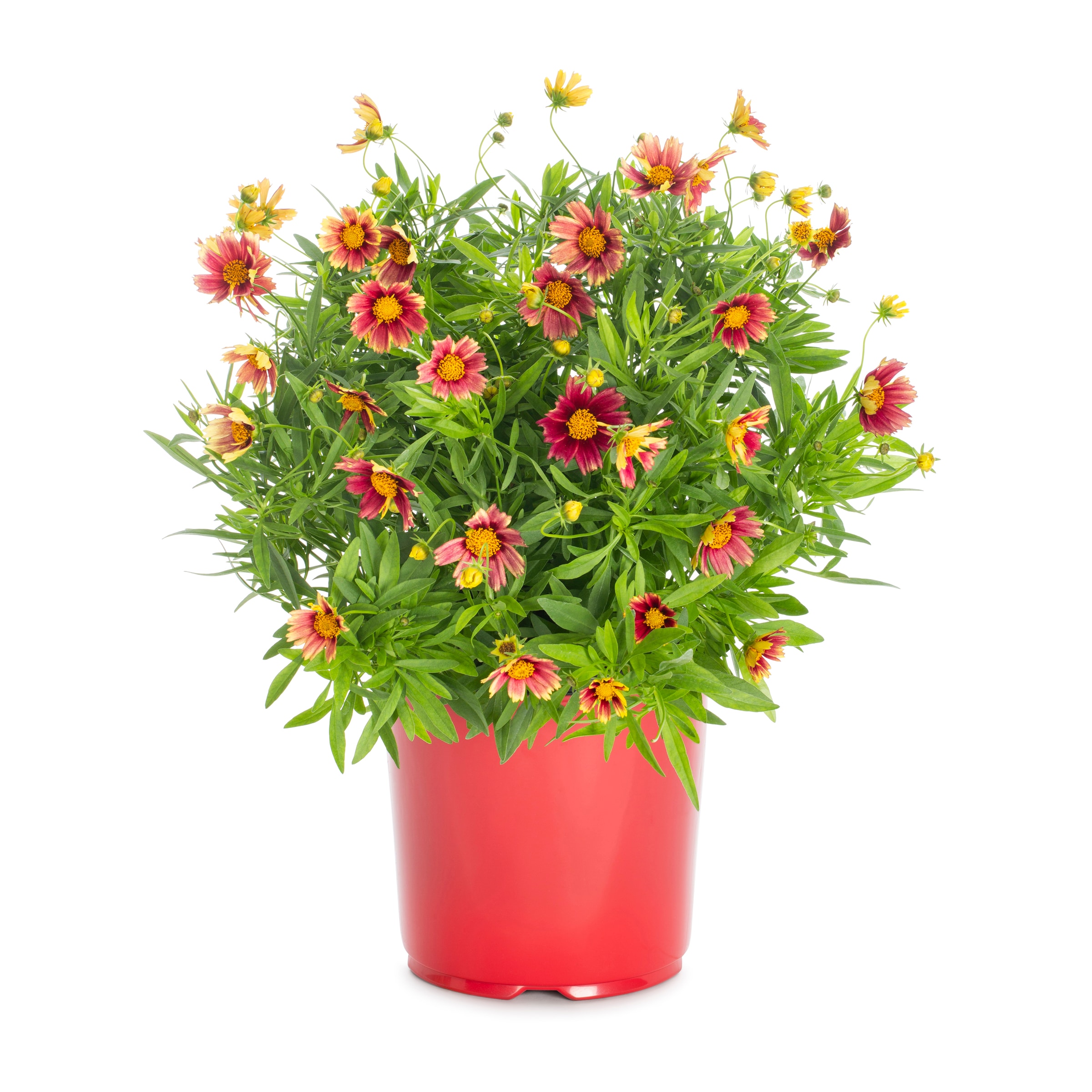 Lowe's 418170 perennials - View #5