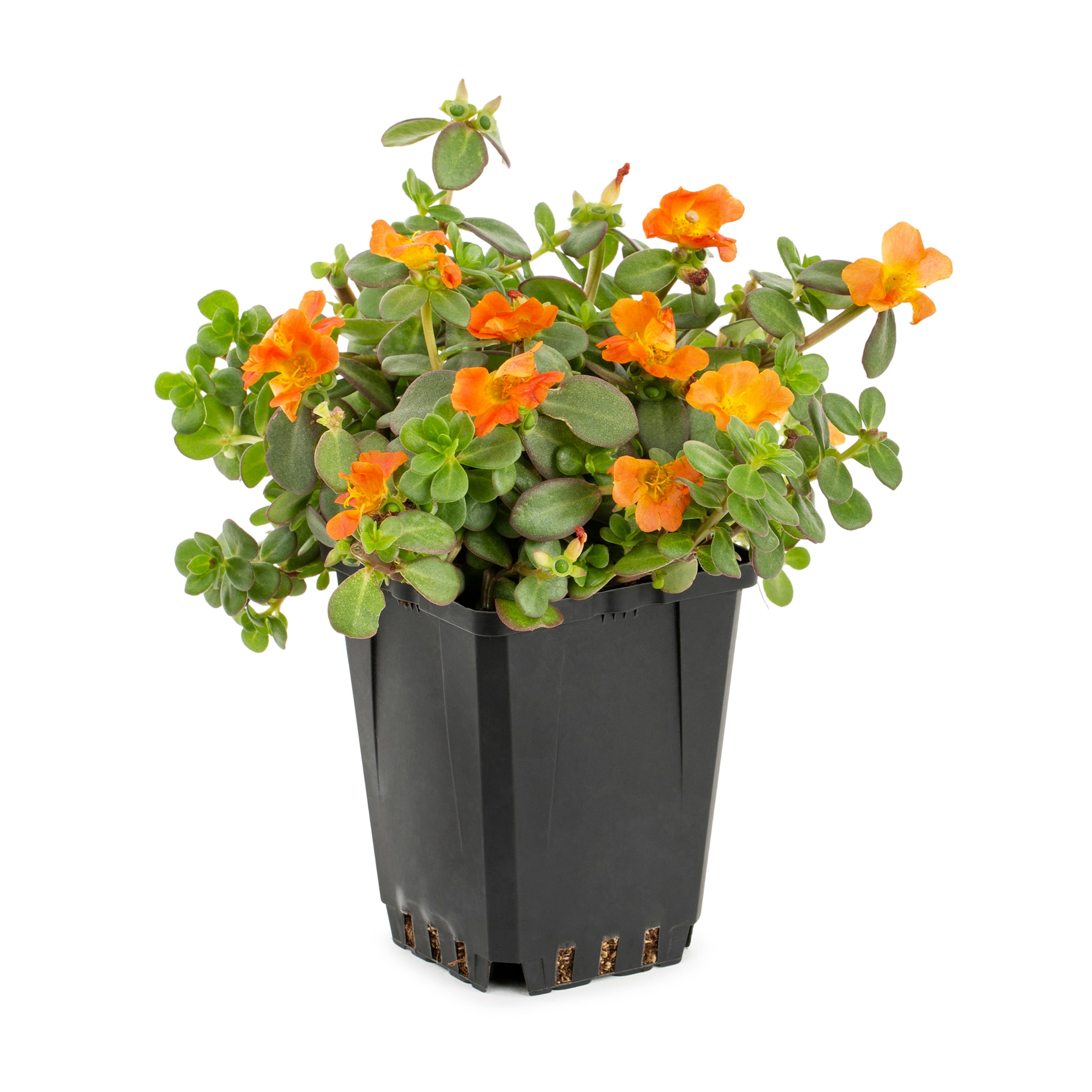 Lowe's NURSERY Multicolor Purslane in 1 Pint Pot