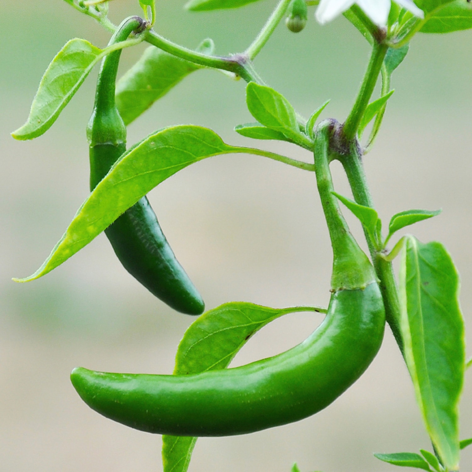 Bonnie Plants 202036 Vegetable-Plants - View #3