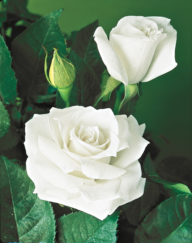 Spring Hill Nurseries 63289 roses - View #3