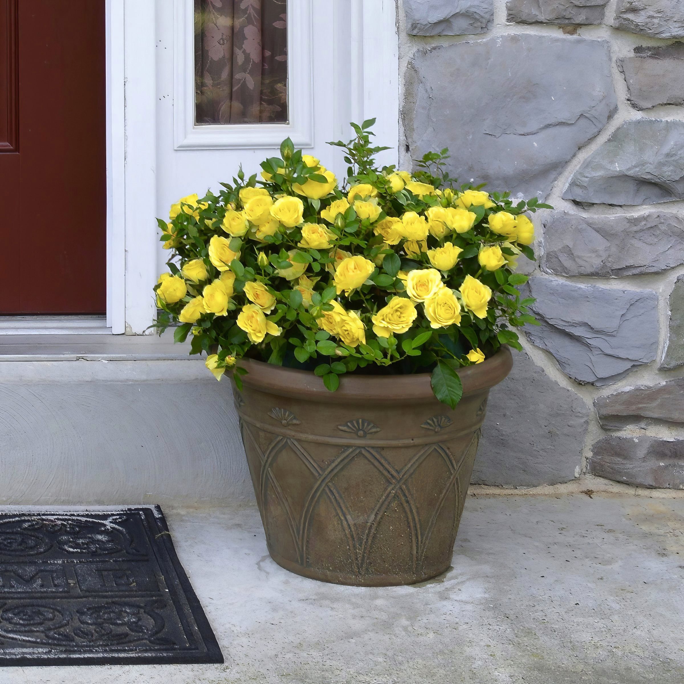 National Plant Network LW1794 roses - View #7