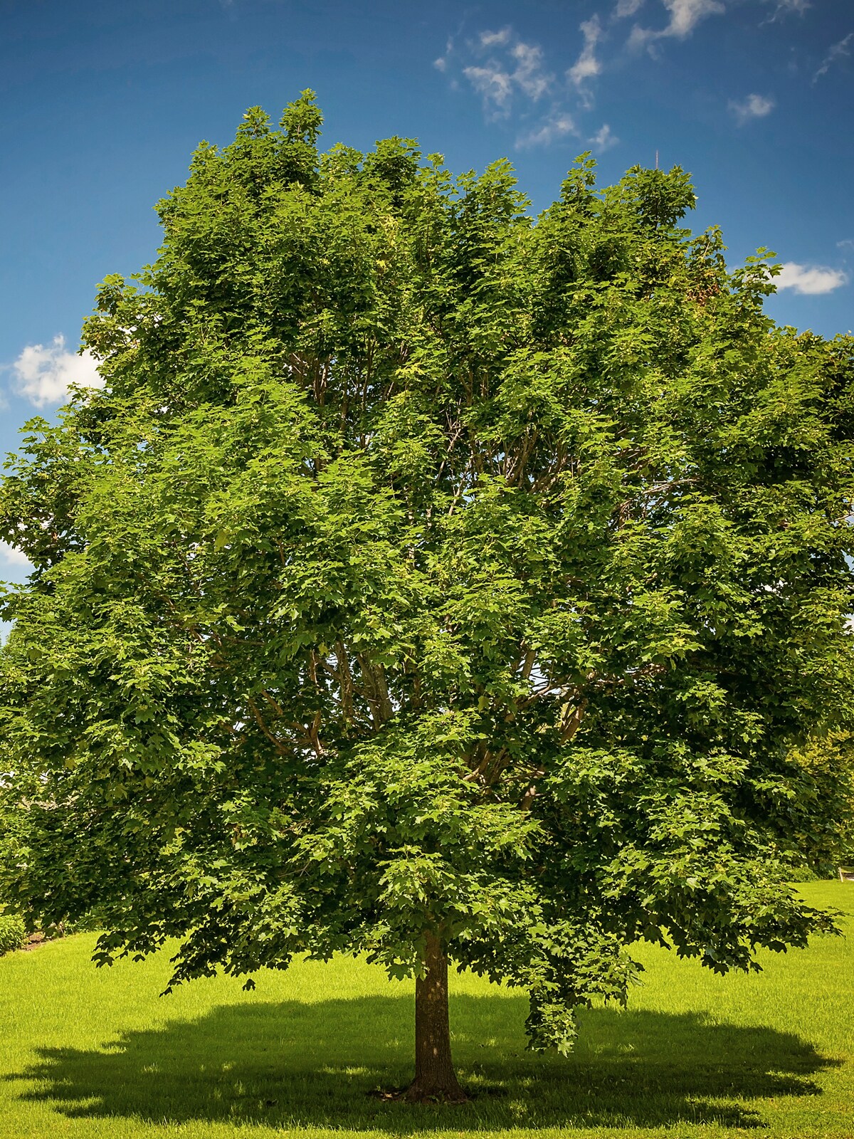 Southern Planters 7 -Gallon Red Shade Red Maple In pot (with soil)