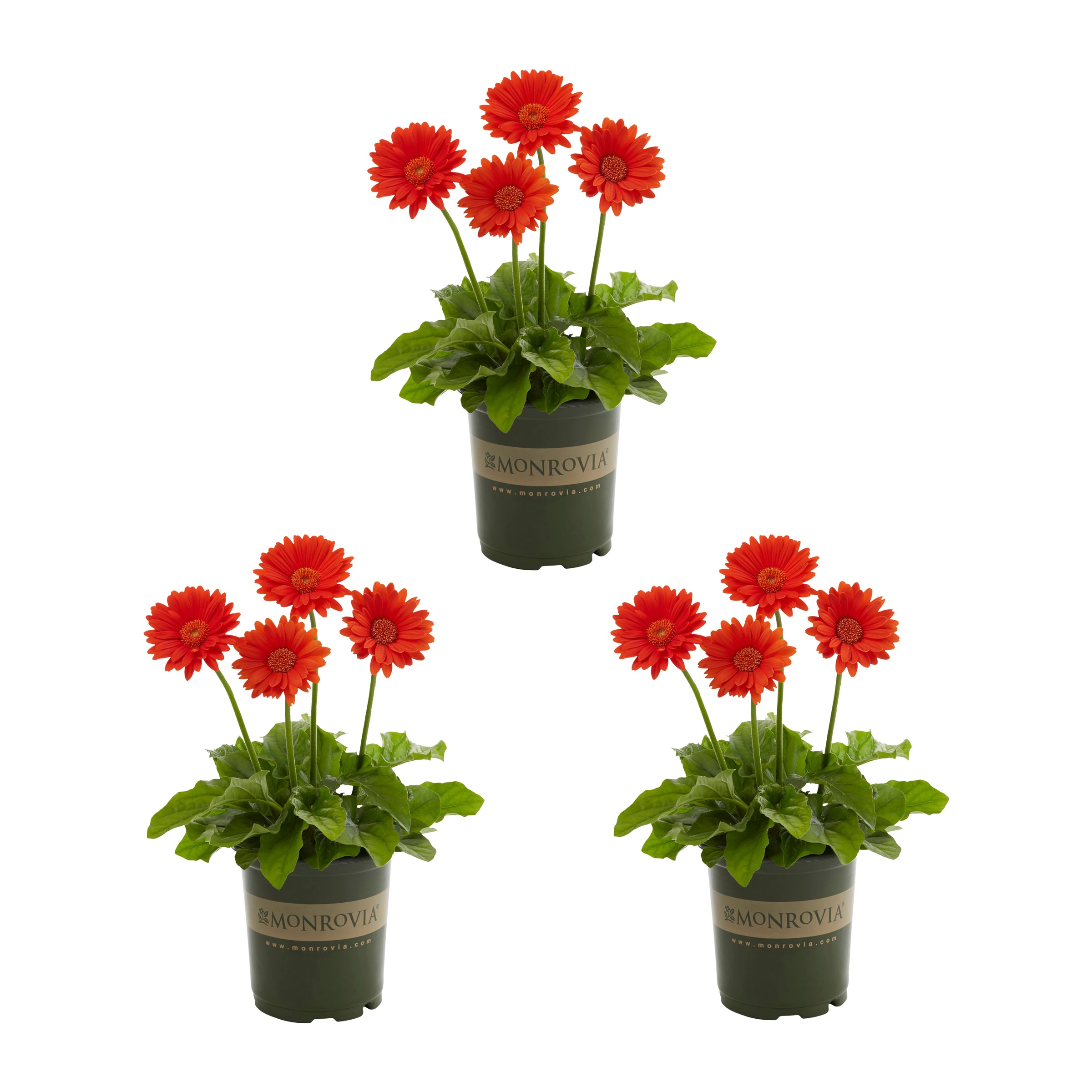 Monrovia 4990 Red Garvinea in 2 Quart(s) Pot 3 -Pack