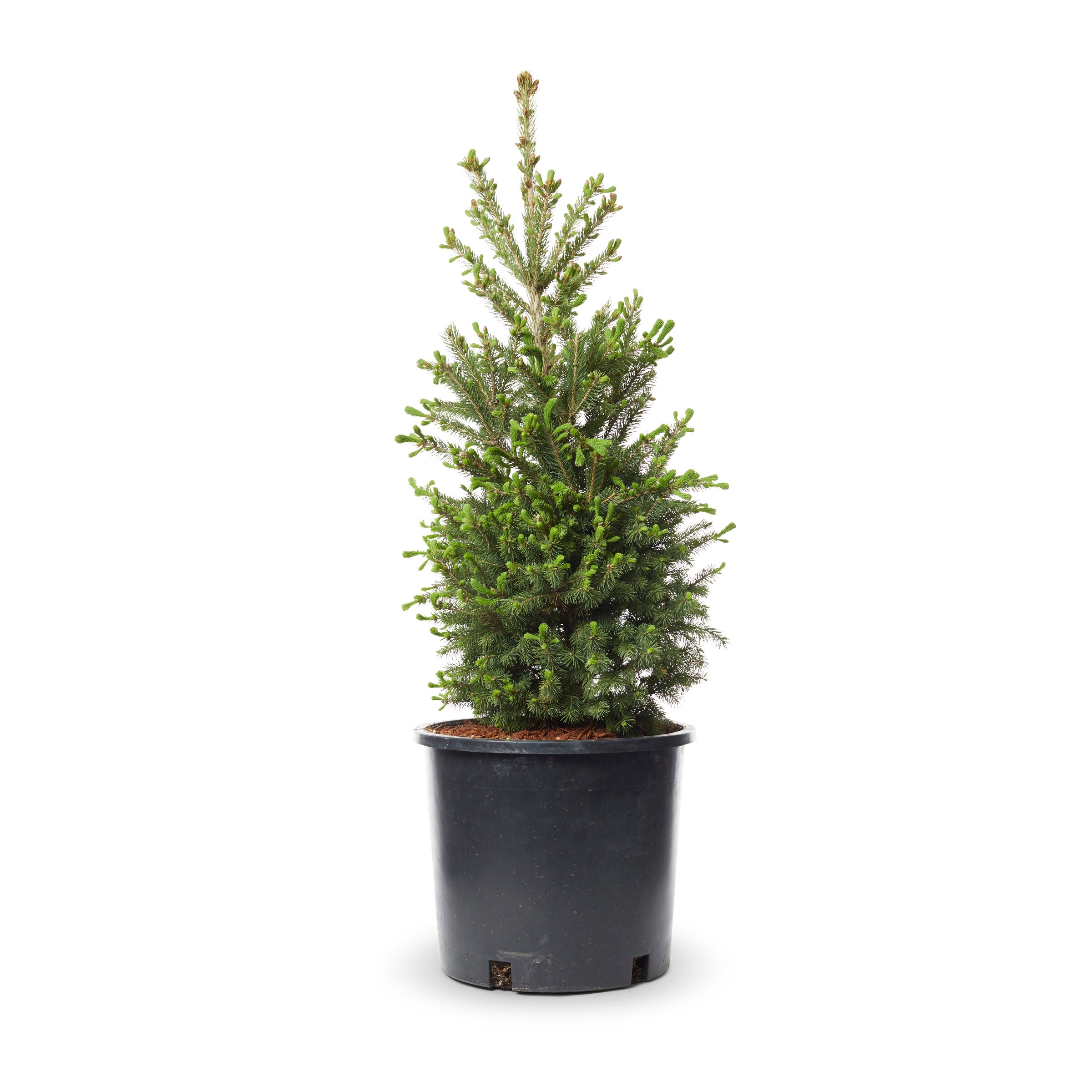 Lowe's 3.25-Gallon (s) Feature Black Hills Spruce In Pot (With Soil) at ...