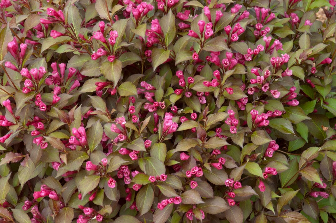 Lowe's NURSERY shrubs - View #8