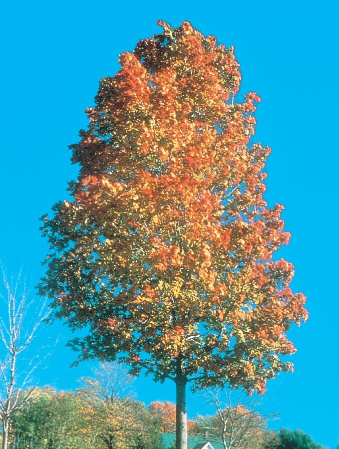  NURSERY 12.7-Gallons Shade Commemoration Sugar Maple In Pot (With Soil)
