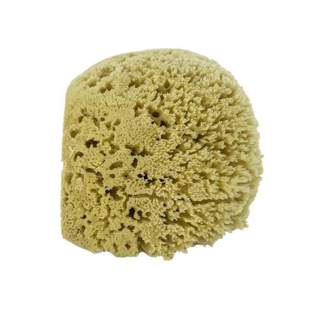 Acme Natural Sea Sponge 6-7 inch - Ideal for Painting, Pottery