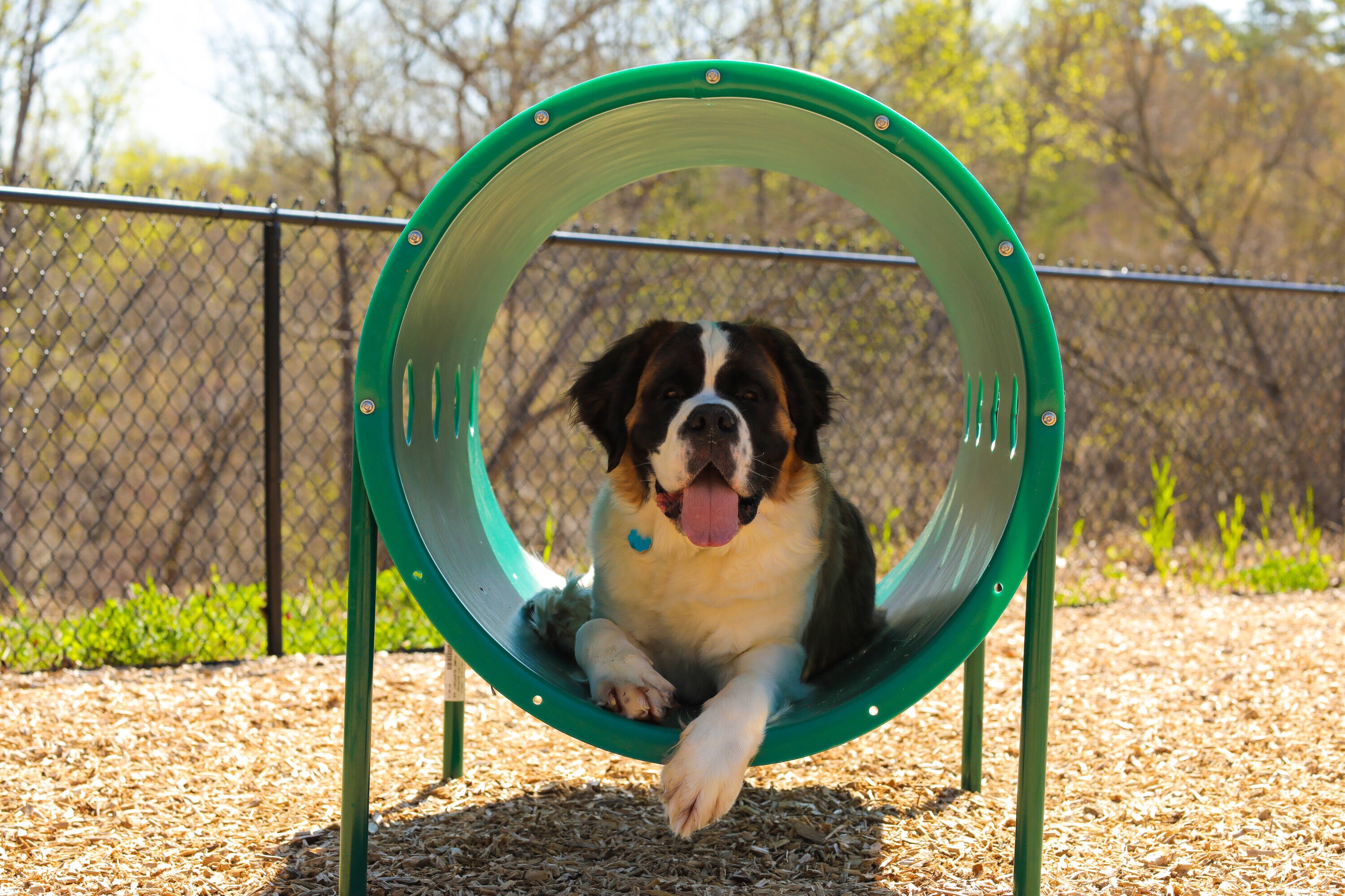 UltraPlay Natural- Green and Beige Dog Park Crawl Tunnel 02