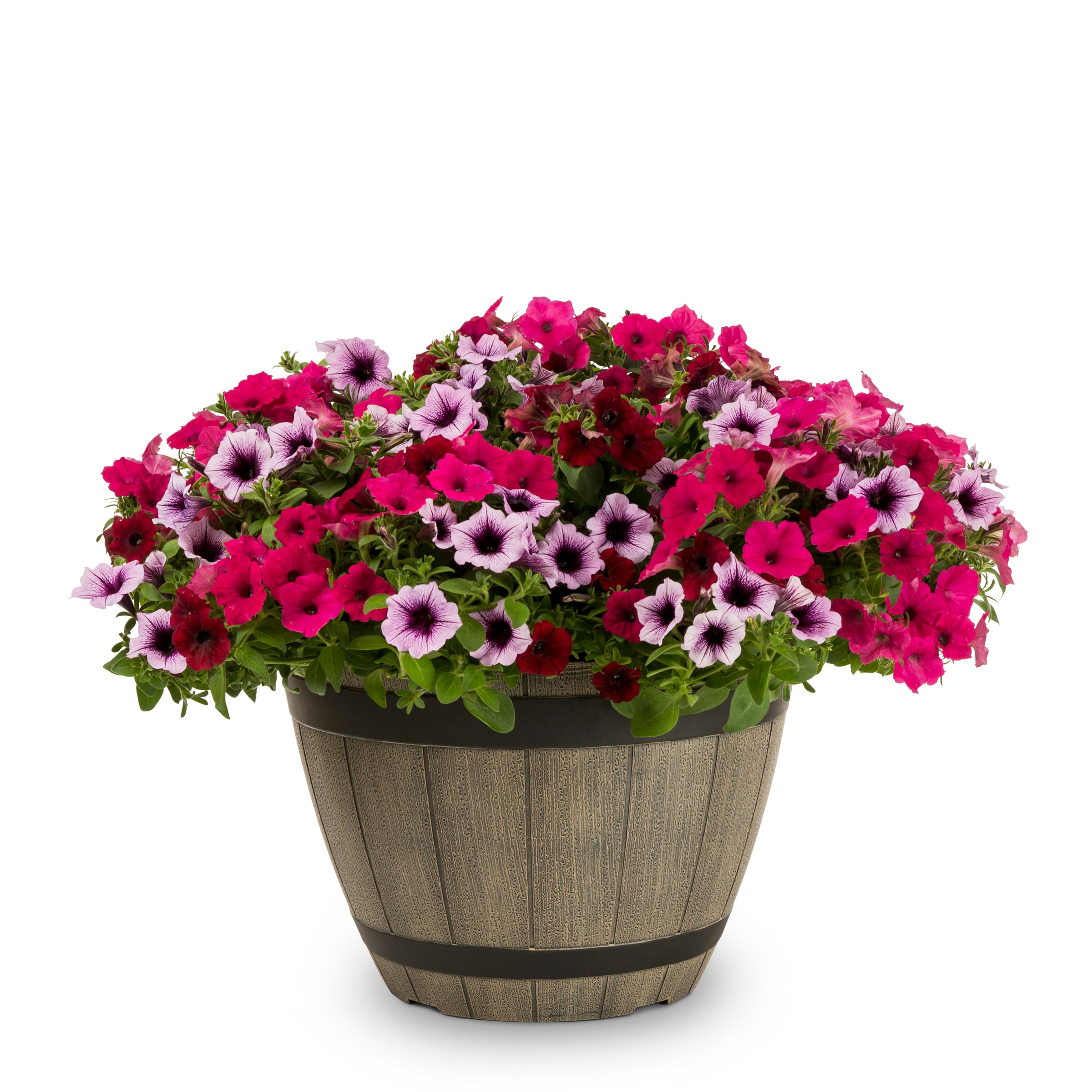 Ready Refill NURSERY annuals - View #4