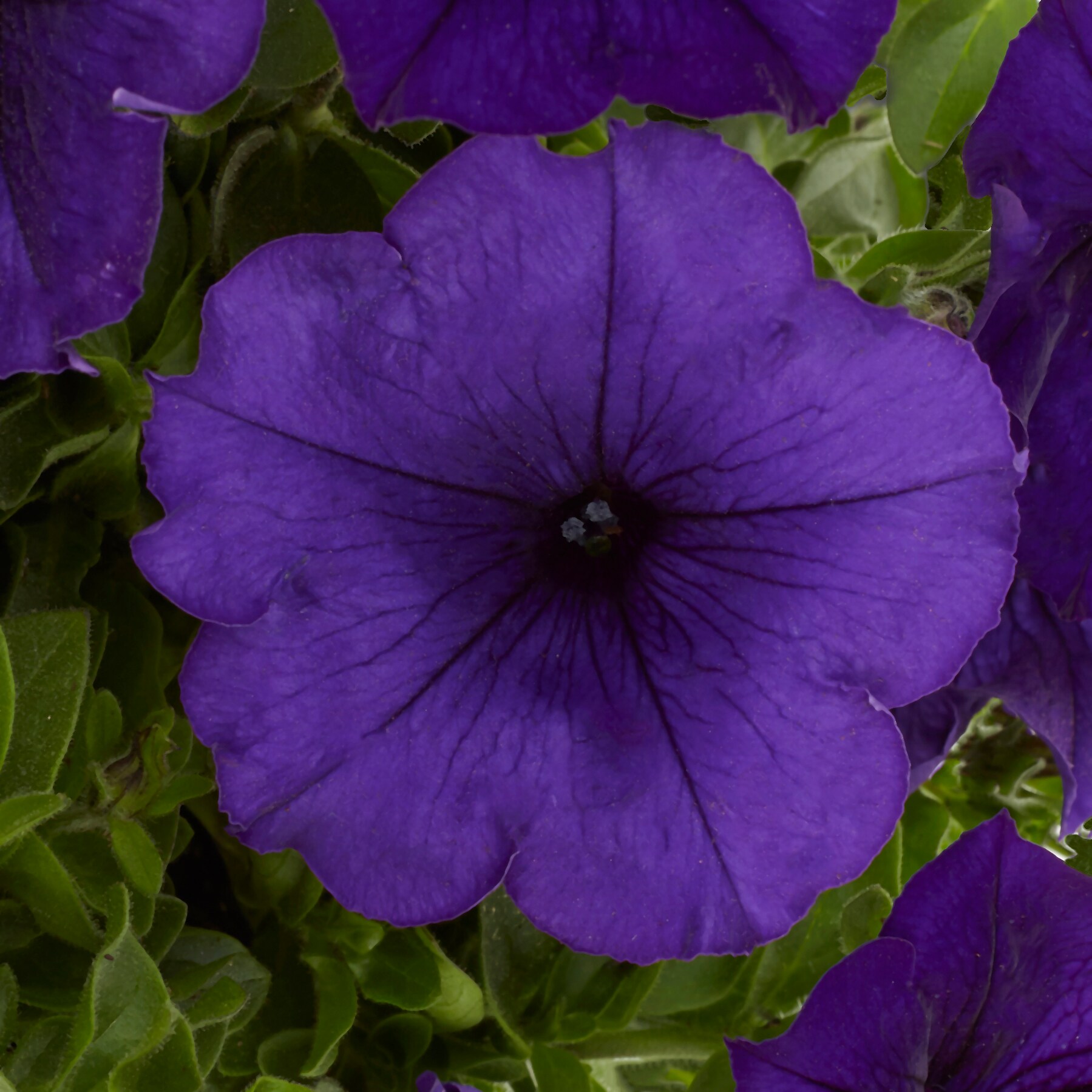 Lowe's 221628 annuals - View #4
