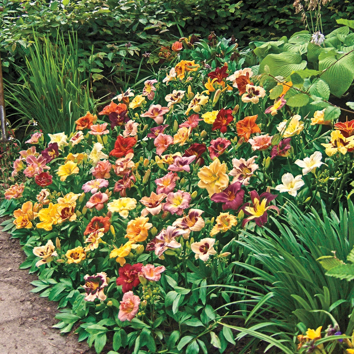 Spring Hill Nurseries 93322 perennials - View #3