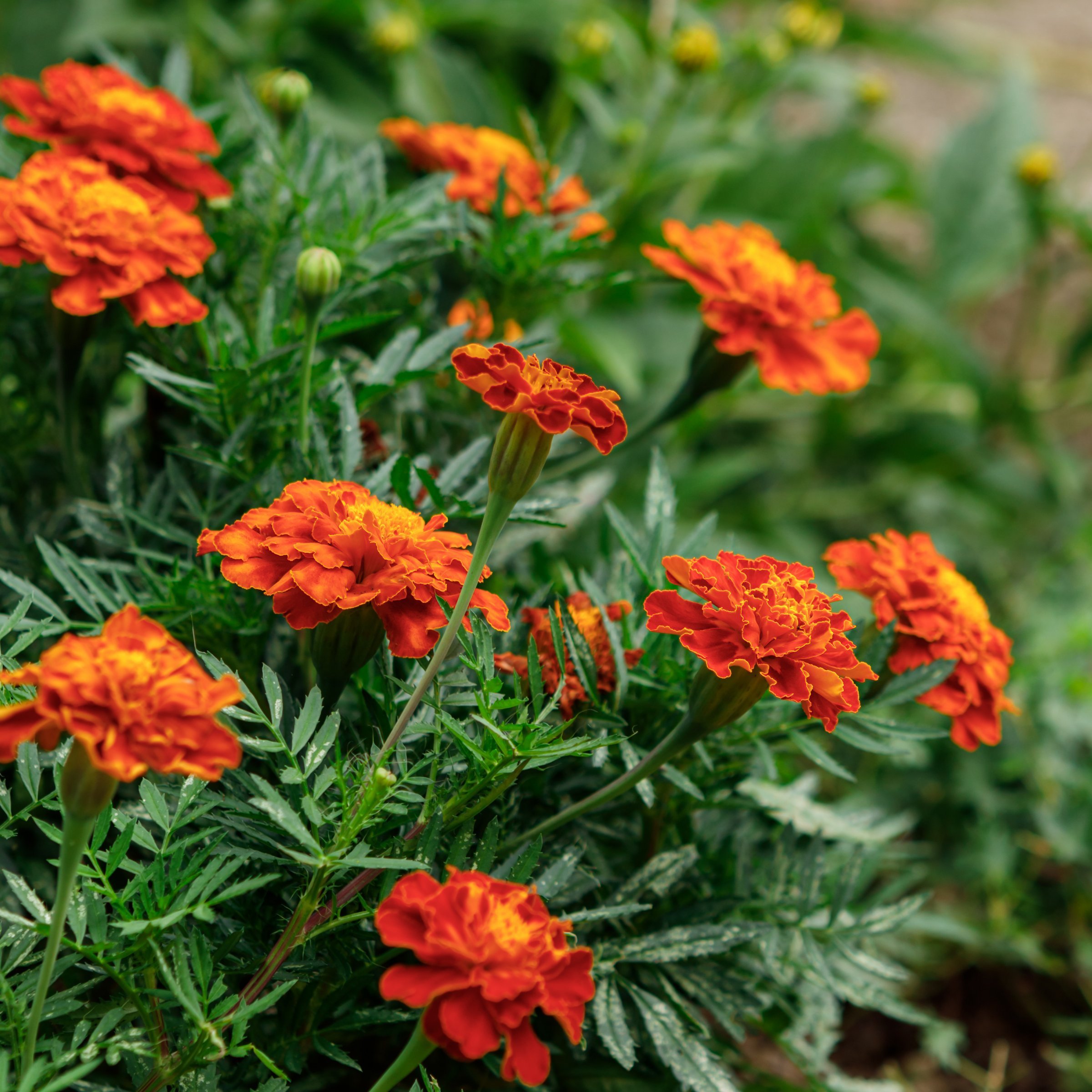 National Plant Network LW2583 annuals - View #7
