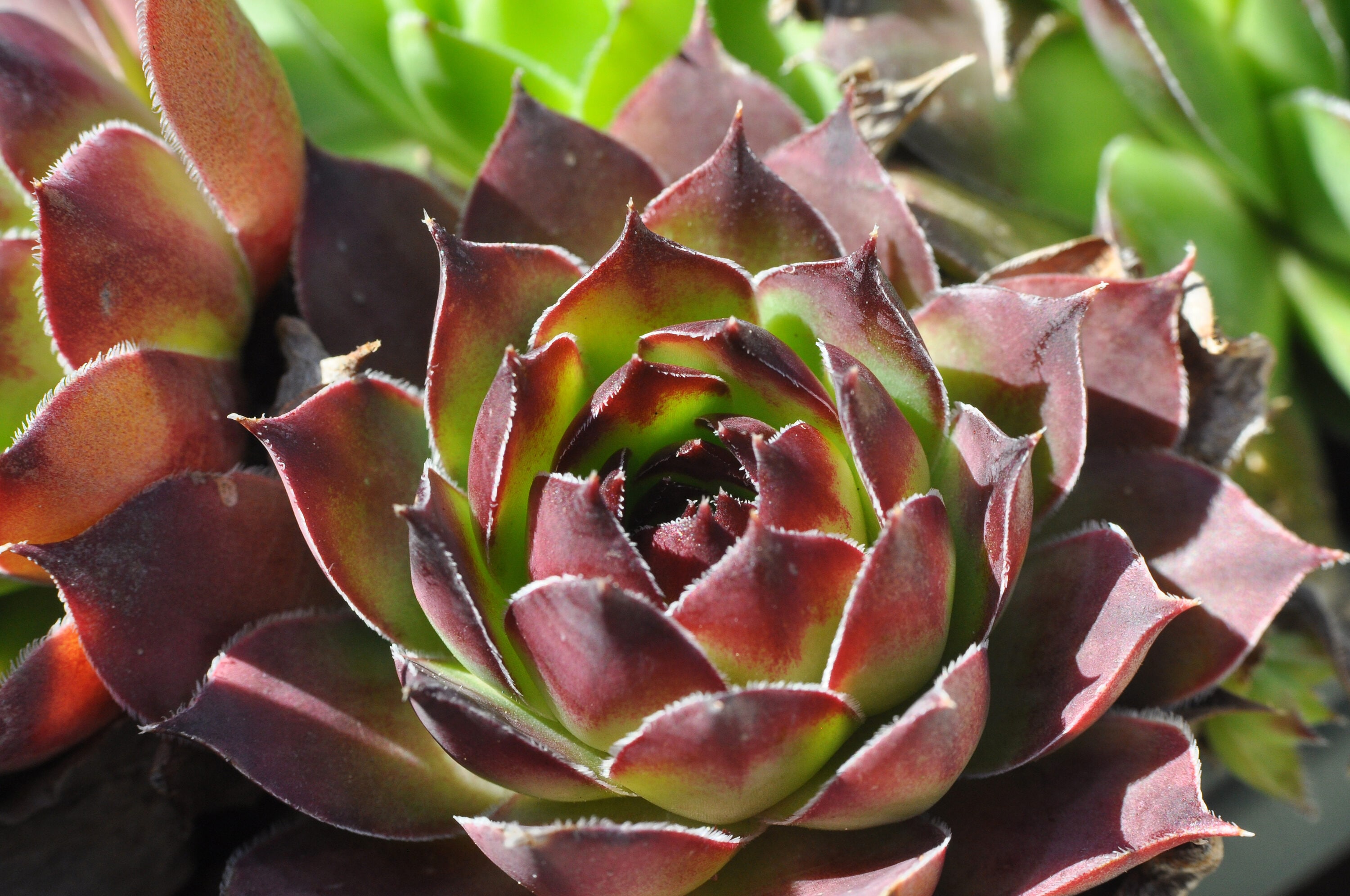  1903 perennials - View #4