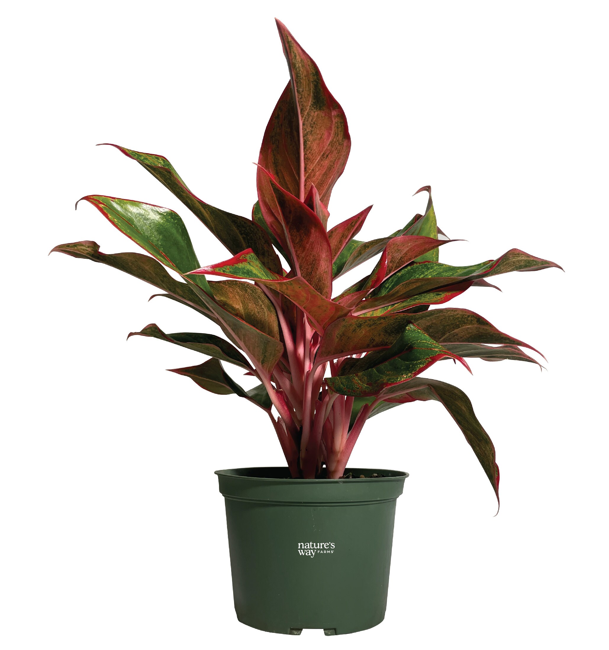  2086 White Chinese evergreen House plant in 6 Inch(es) Pot 1 -Pack