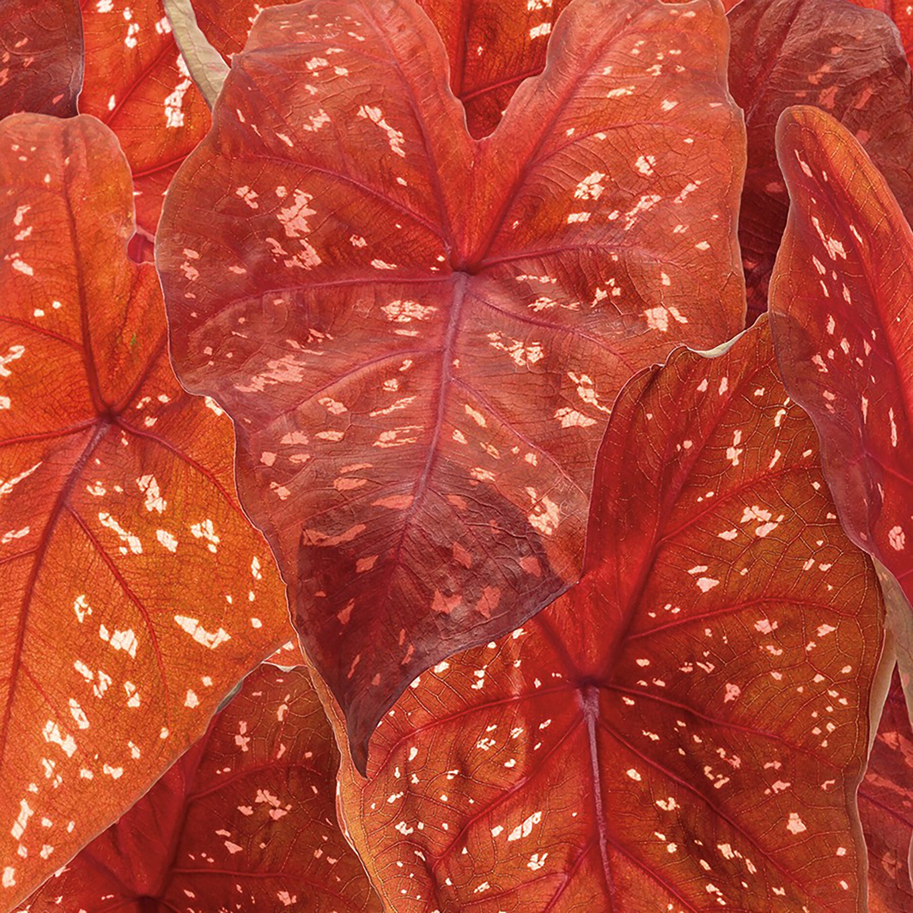 Pot Caladium Annuals At Lowes