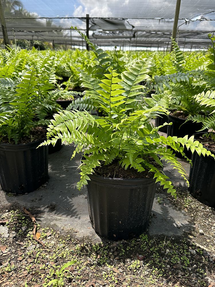 Giant sword fern Plants, Bulbs & Seeds at Lowes.com