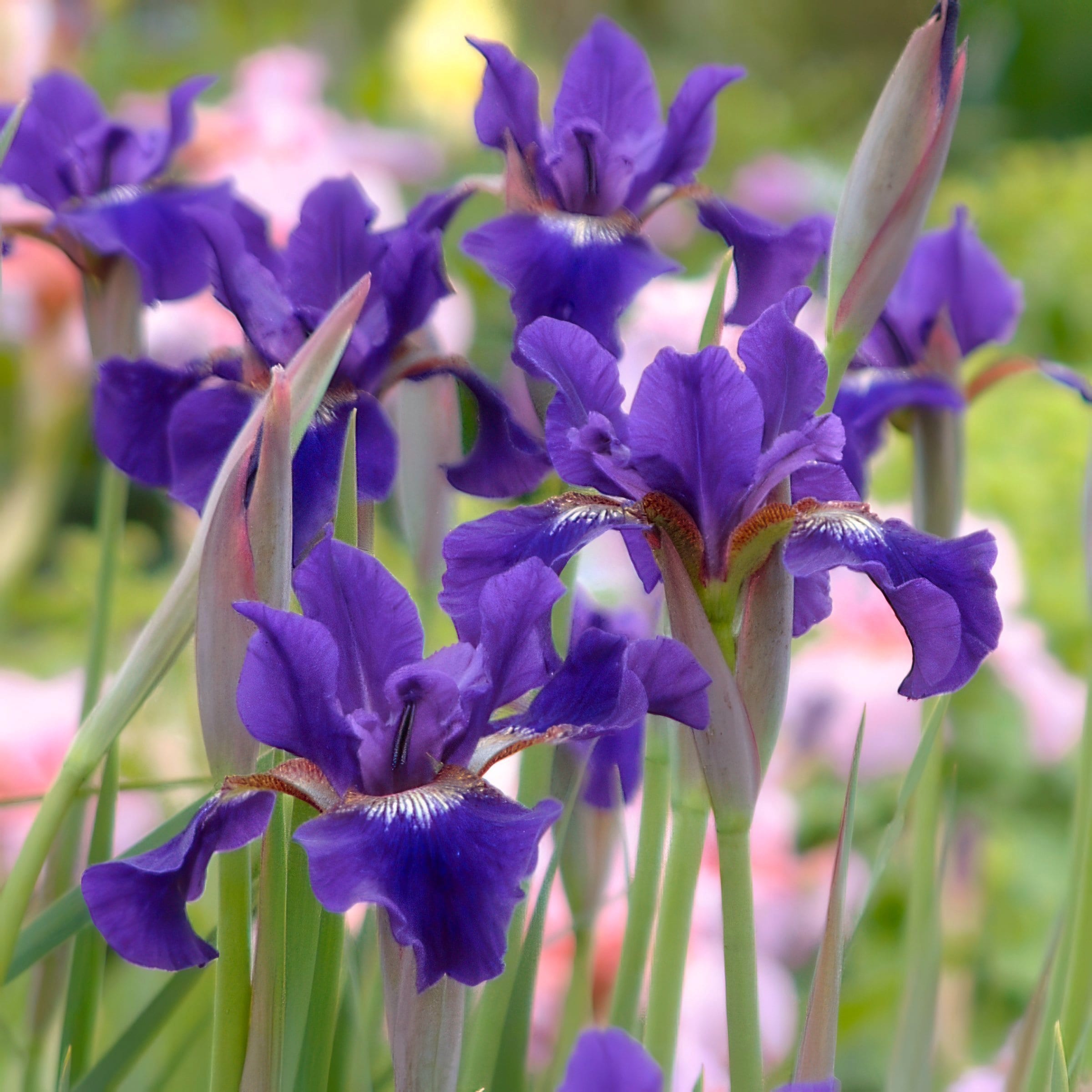 National Plant Network LW1998 perennials - View #8