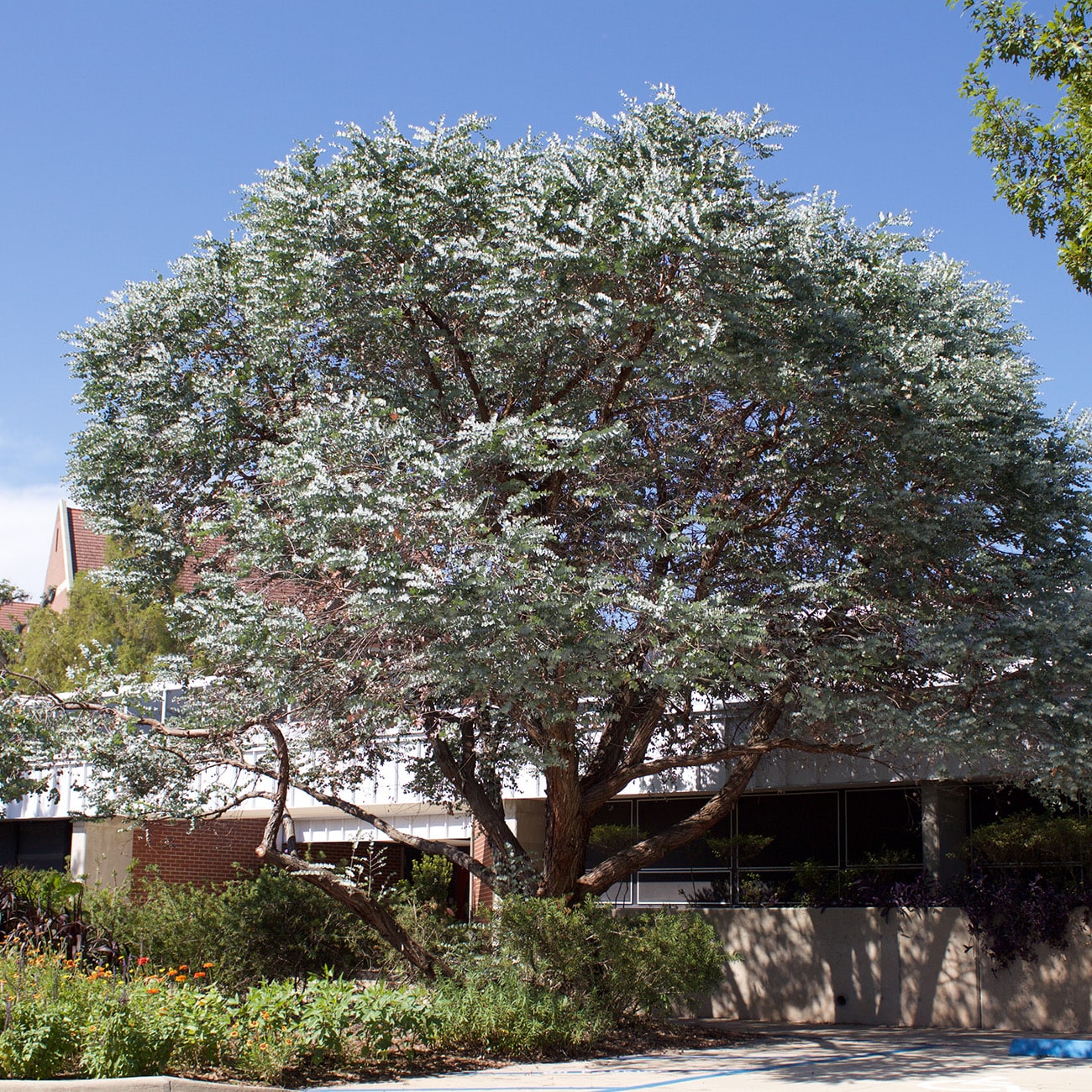 Perfect Plants LOEUCALYPTUS1G trees - View #4