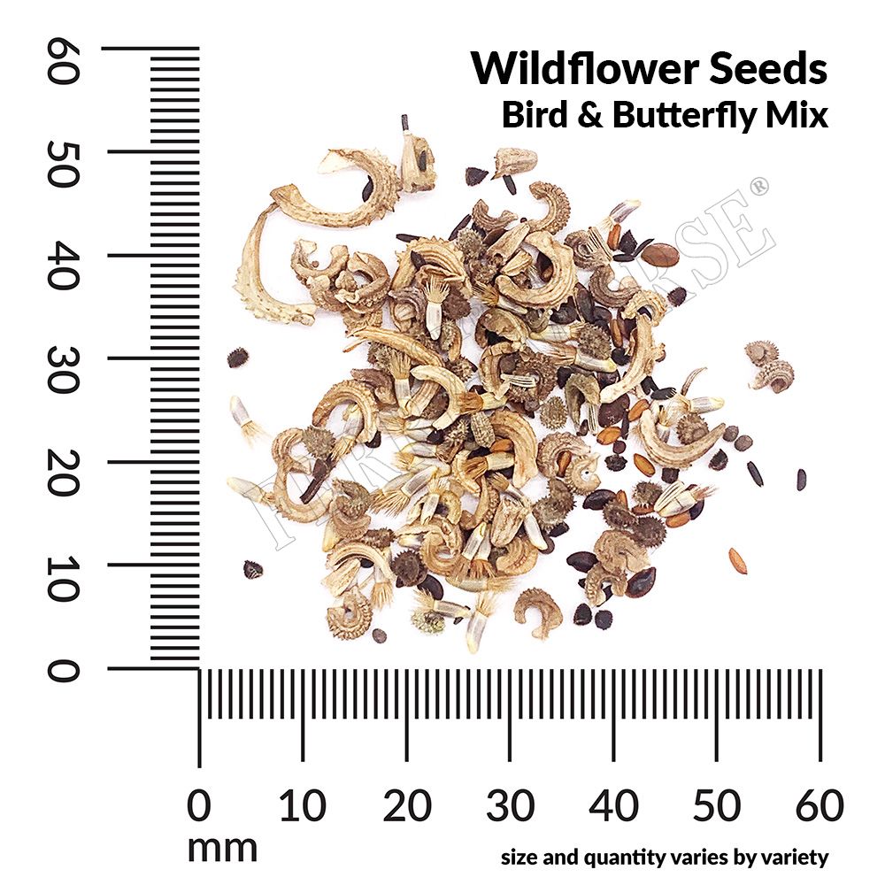 Ferry-Morse LC25.2179 seeds - View #4