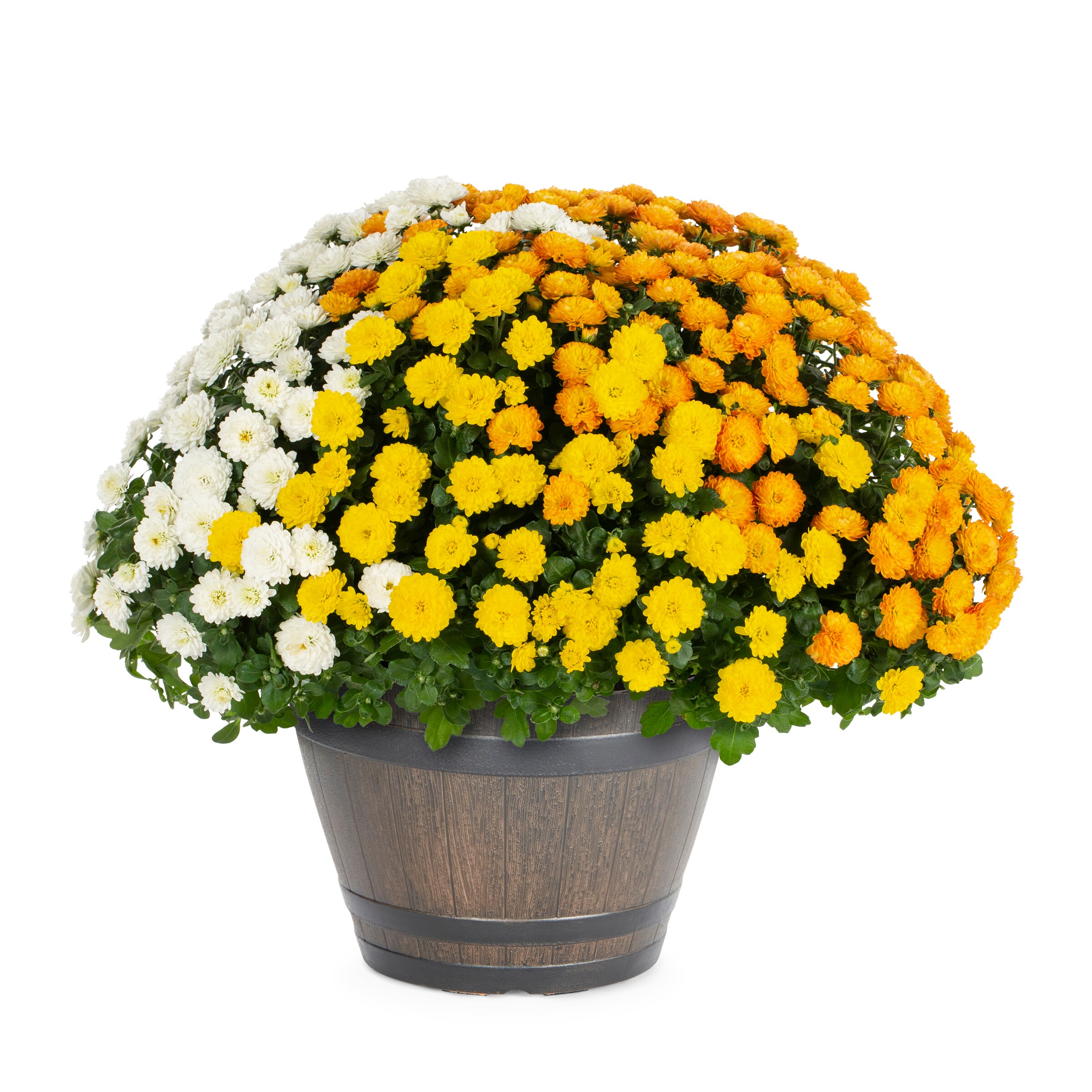 Lowe's NURSERY Multicolor Mum in 1.15 Gallon(s) Planter 1 -Pack