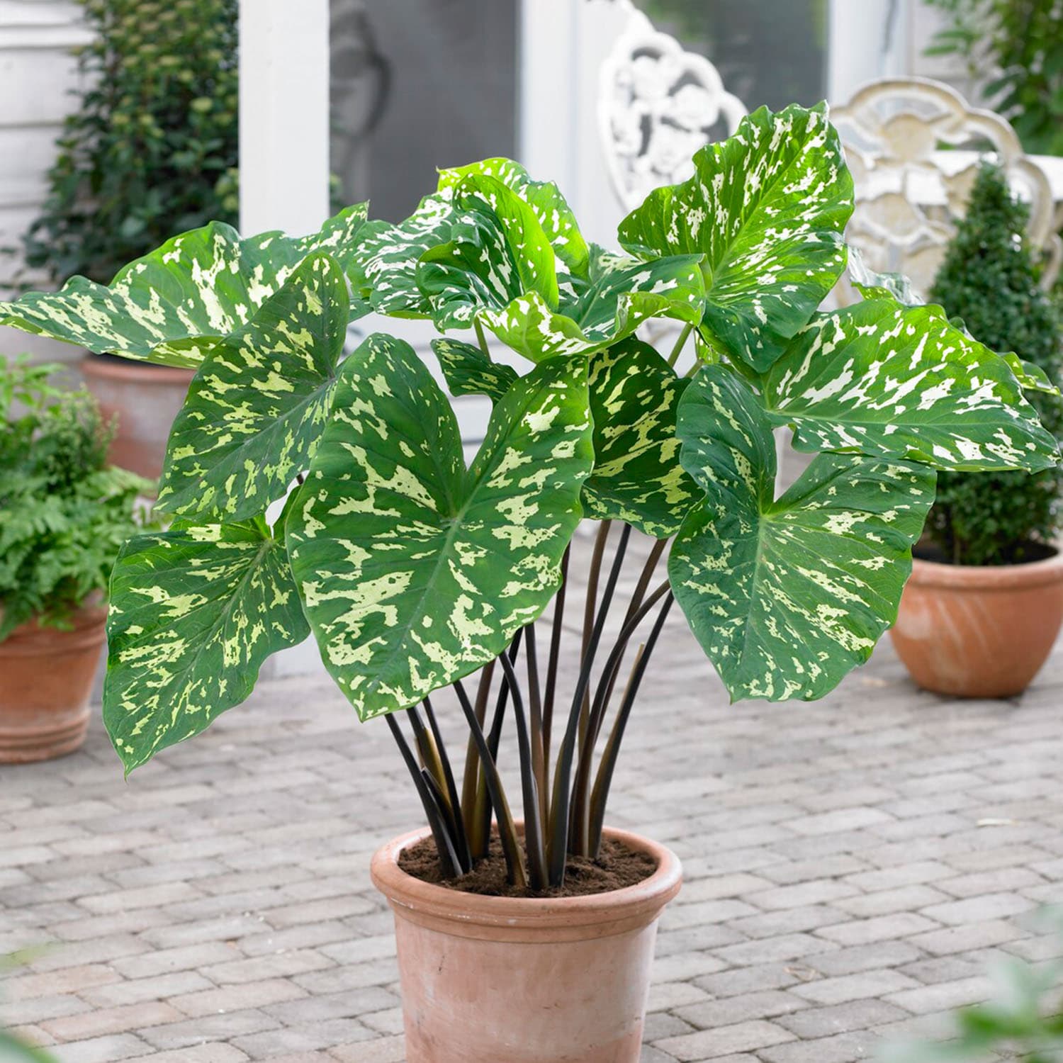 Garden State Bulb ECS-219-03-03 Green Alocasia Hilo Beauty Elephant Ear Bulbs 3 Count