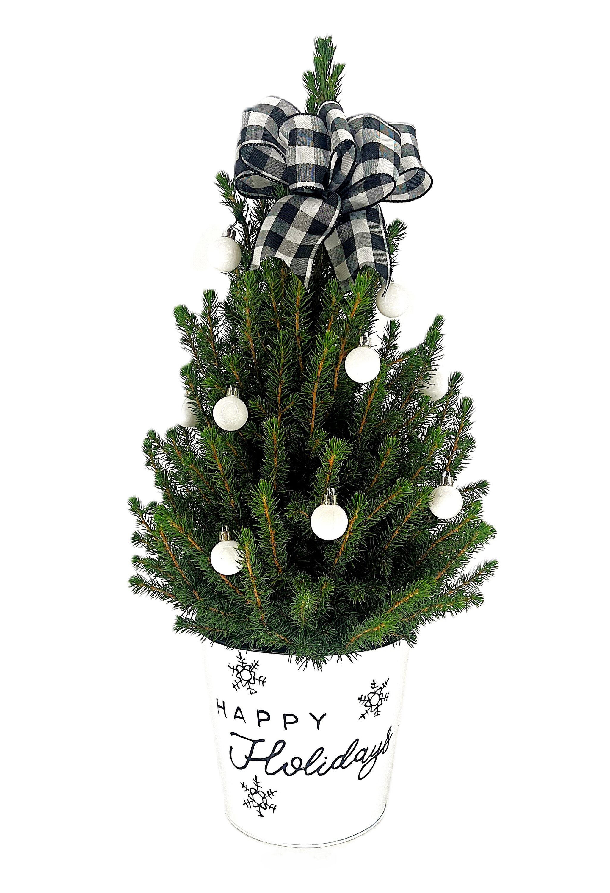  O585002WMBW Dwarf Alberta Spruce Foundation/Hedge Shrub in 1.5-Gallon Pot