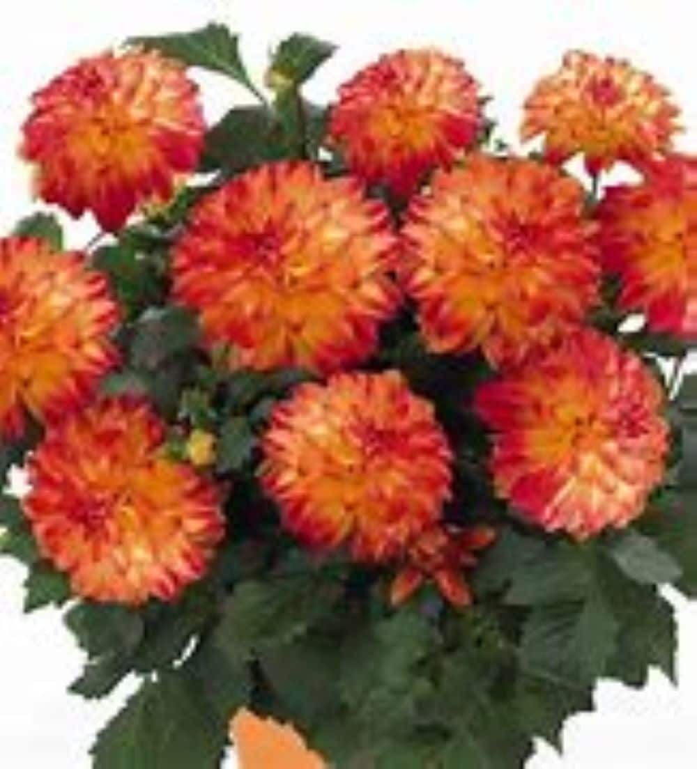 Lowe's NURSERY Multicolor Dahlia in 2.5-Quart Pot