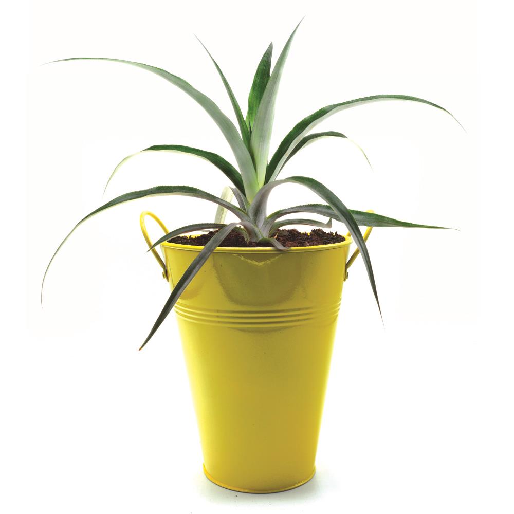 Bloomsz 10480 Pineapple Plant Planter
