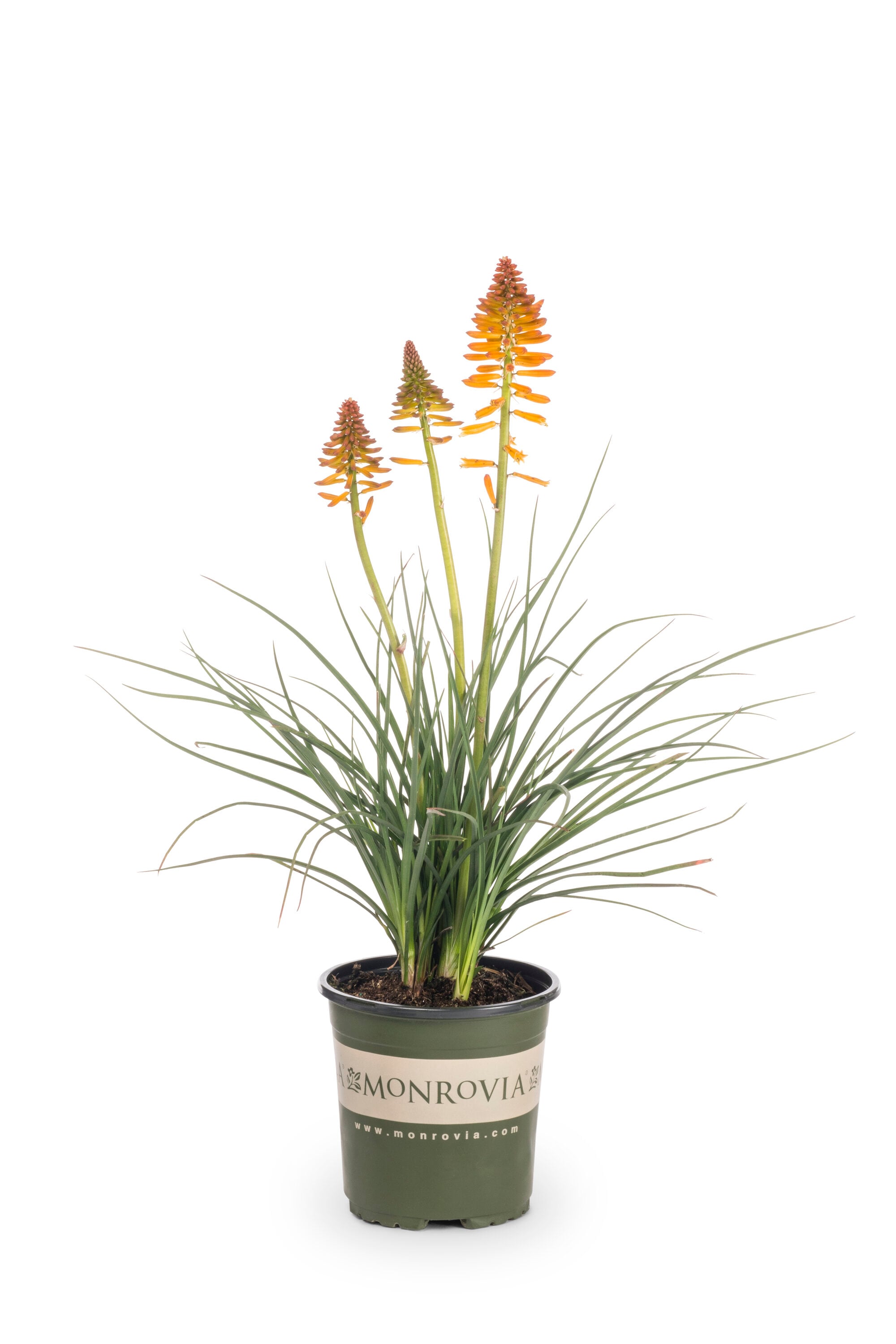 Monrovia 78653 perennials - View #4