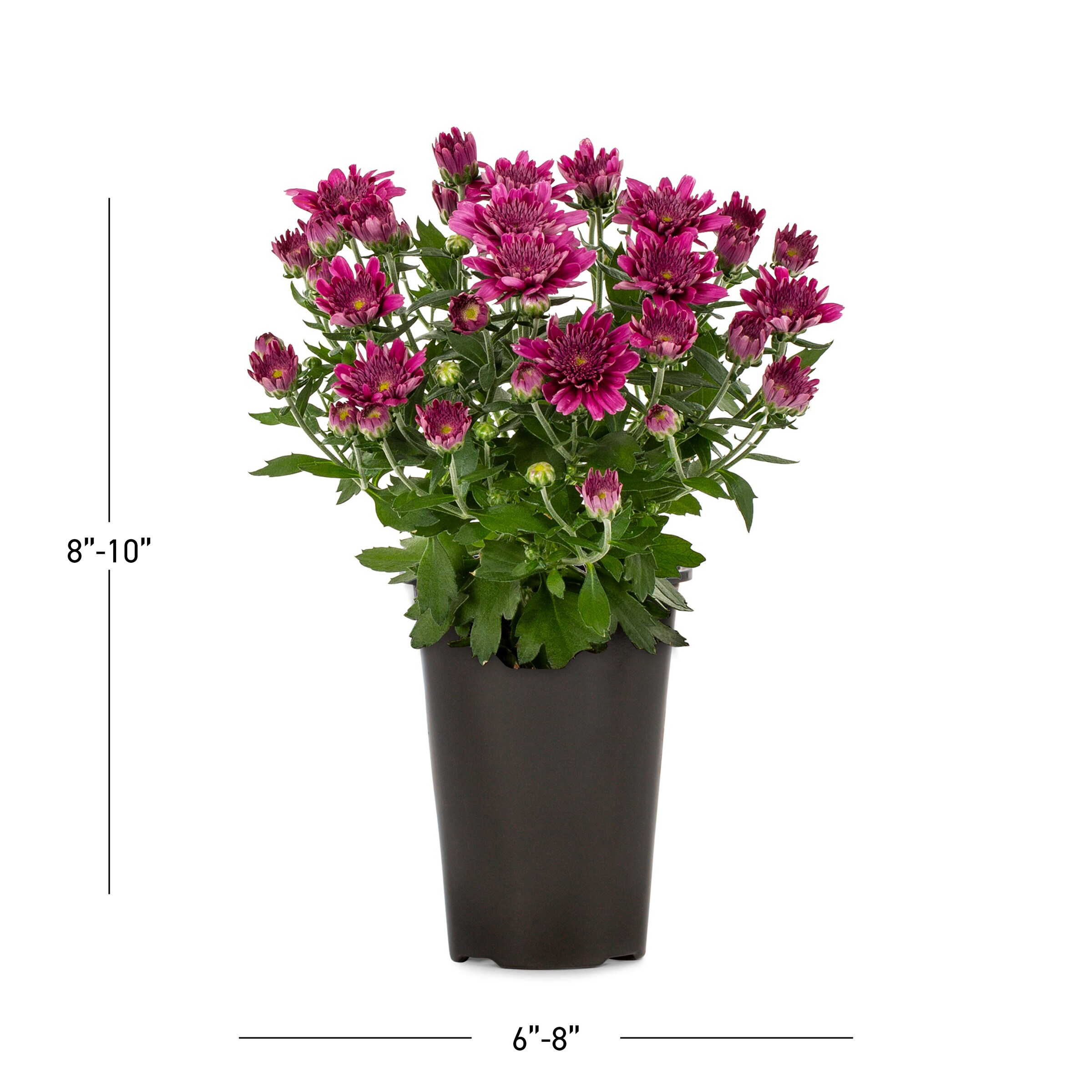 Lowe's 5759808 annuals - View #3