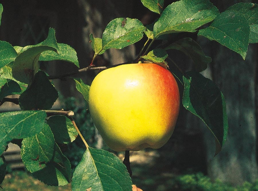 3 ft. Golden Delicious Apple Tree with Honeyed Sweet Light Gold Fruit