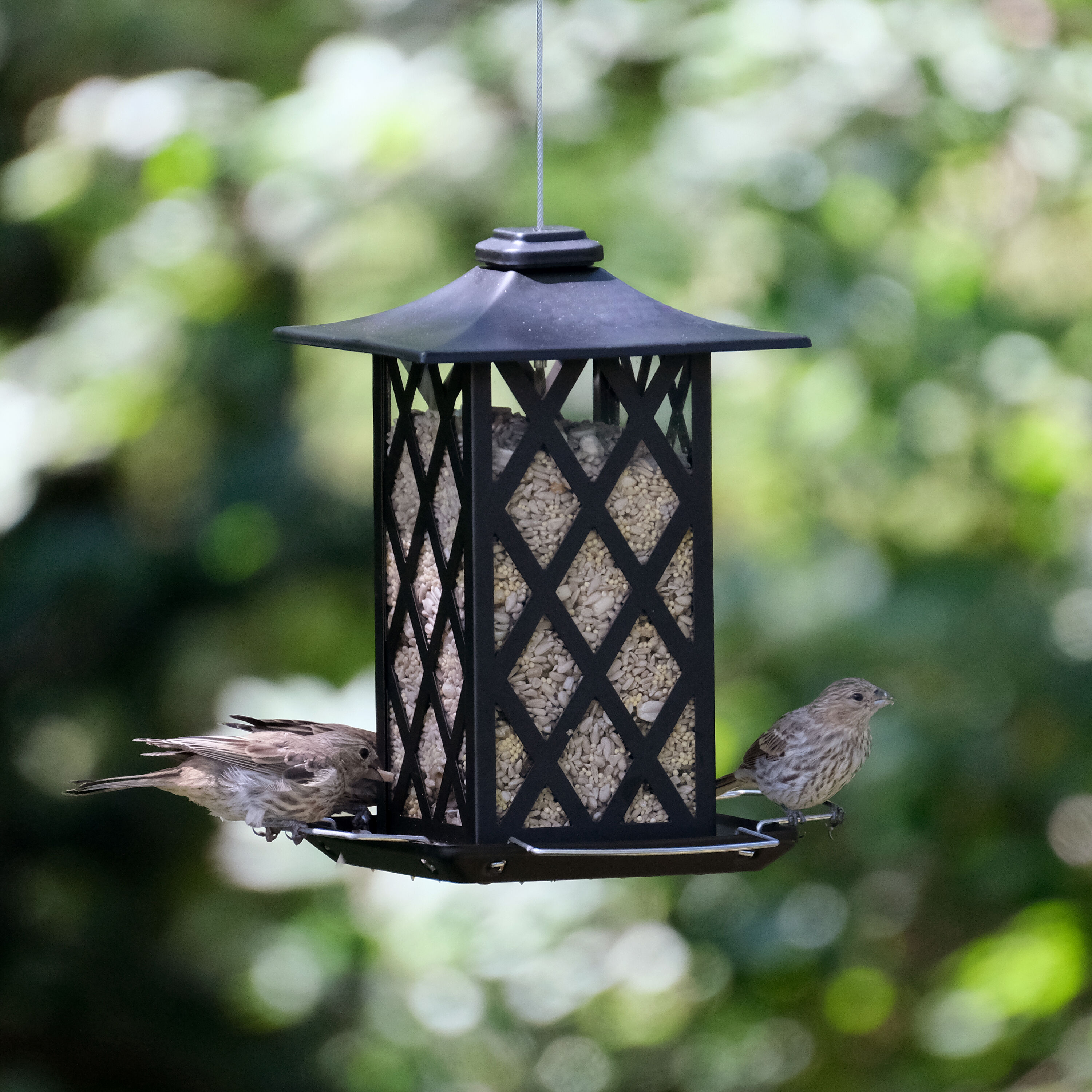 Nature's Way GAZ-I2-IP Bird-Feeders - View #3