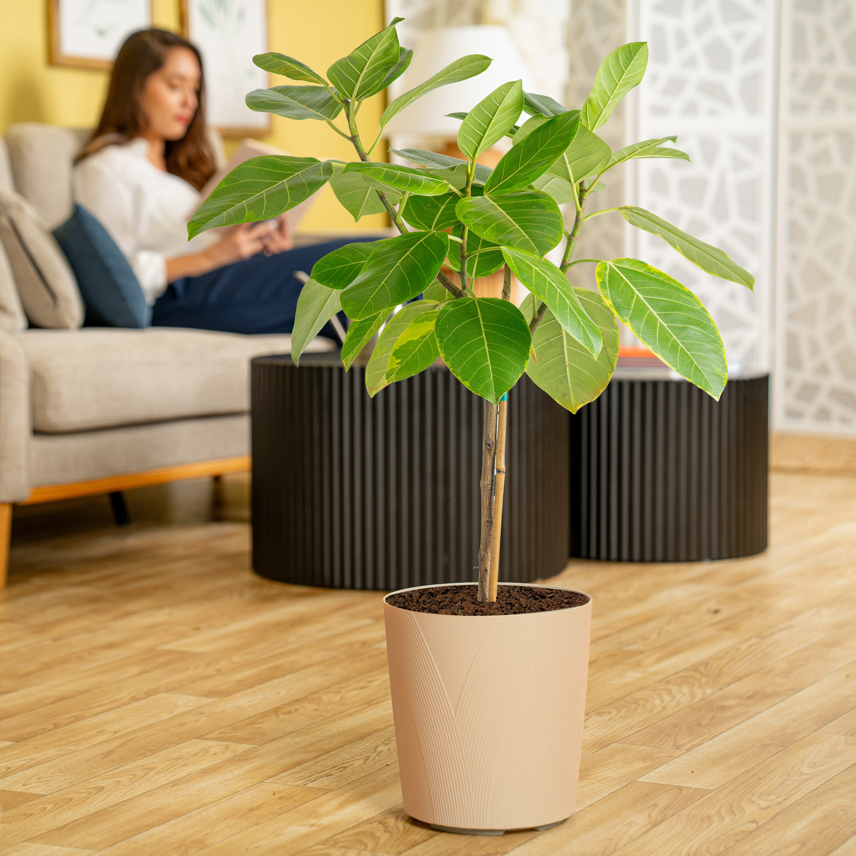 Lowe's 6011332 hseplants - View #4