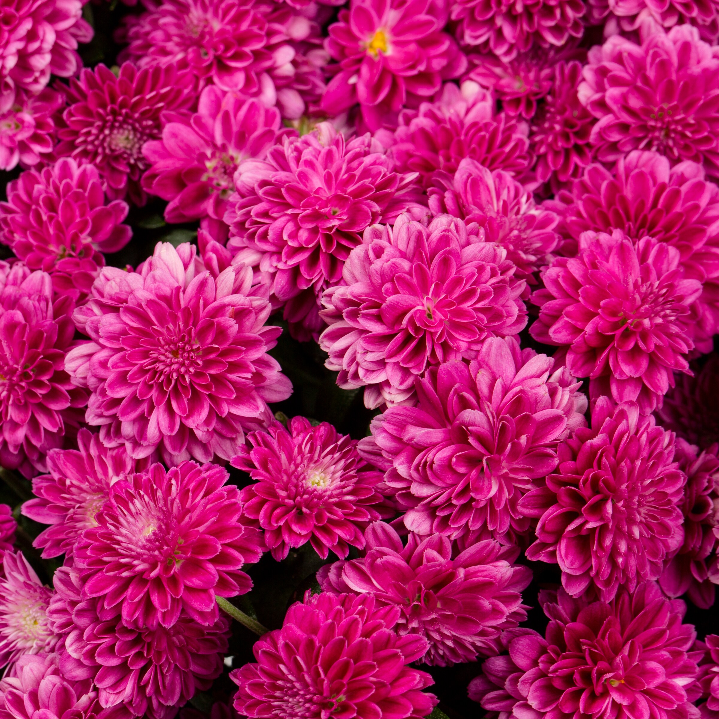 Lowe's Multicolor Garden Mums in 1.5-Gallon Hanging Basket in the ...