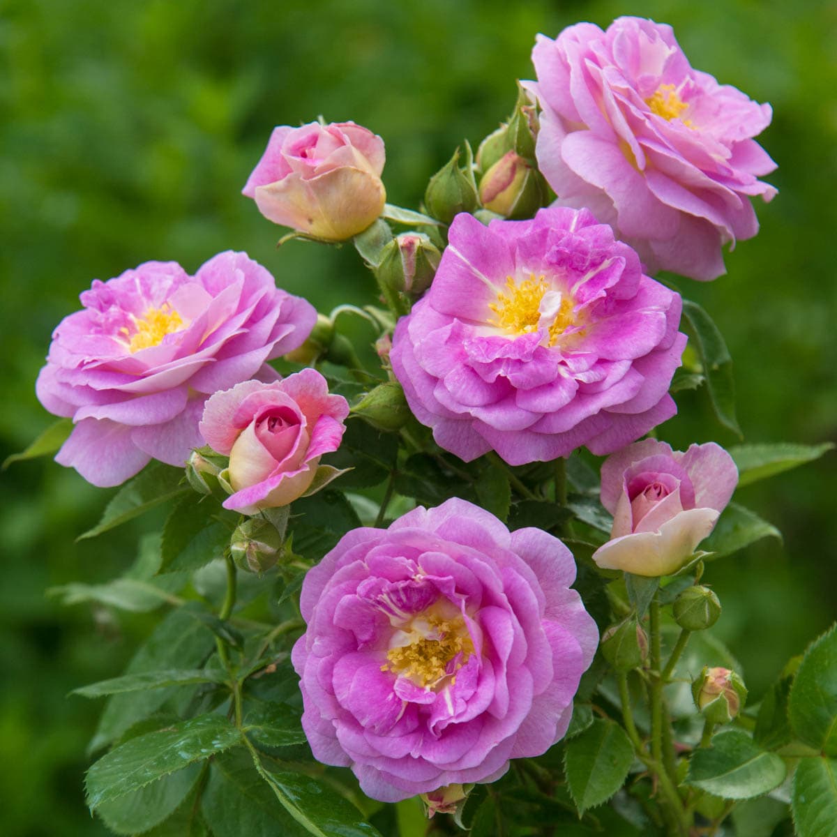 Spring Hill Nurseries Lavender Flowering Arctic Blue Floribunda Rose 1 ...