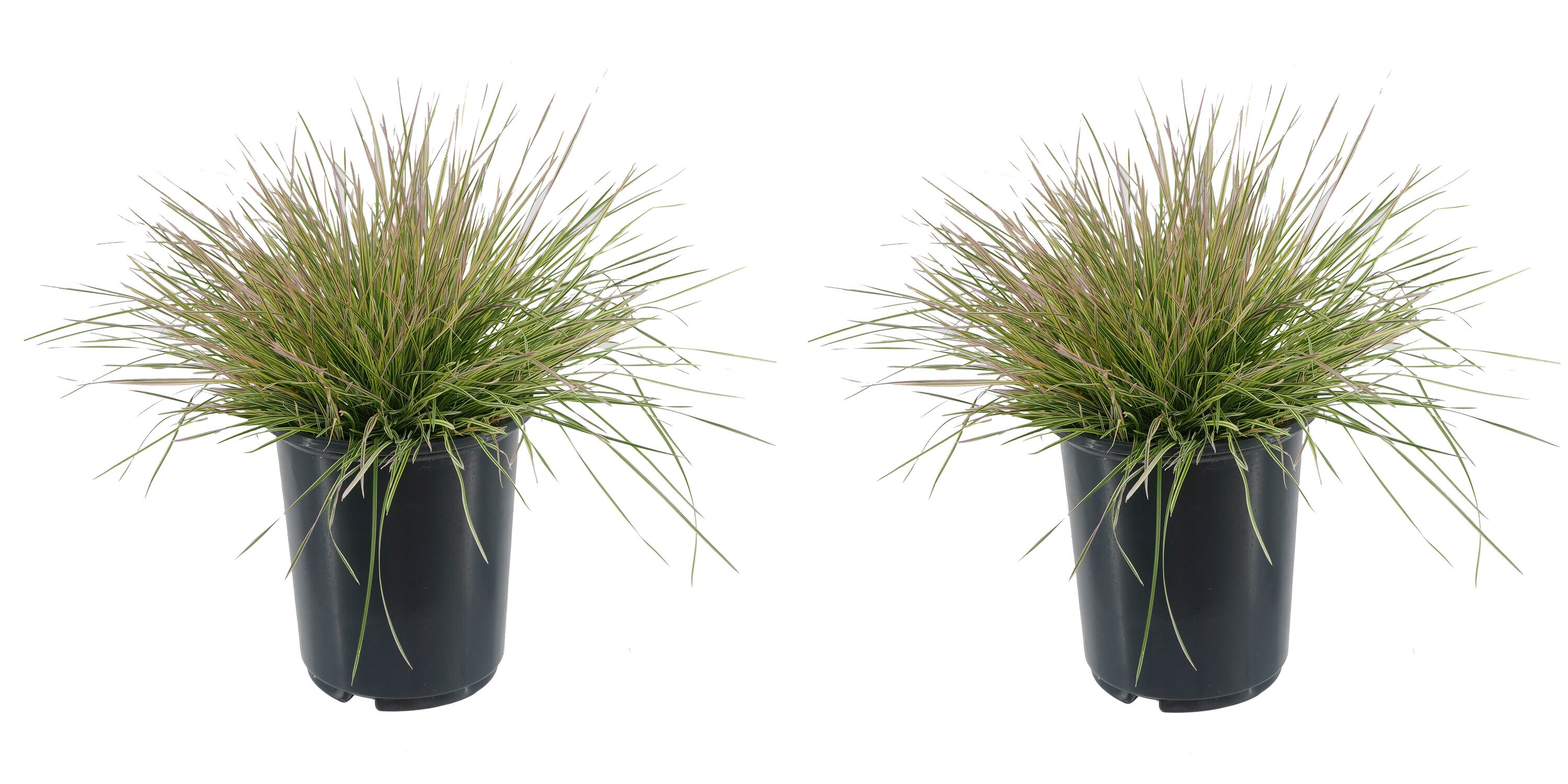  1457 Deschampsia Grass Plant in -Quart Pot 2.0 -Pack