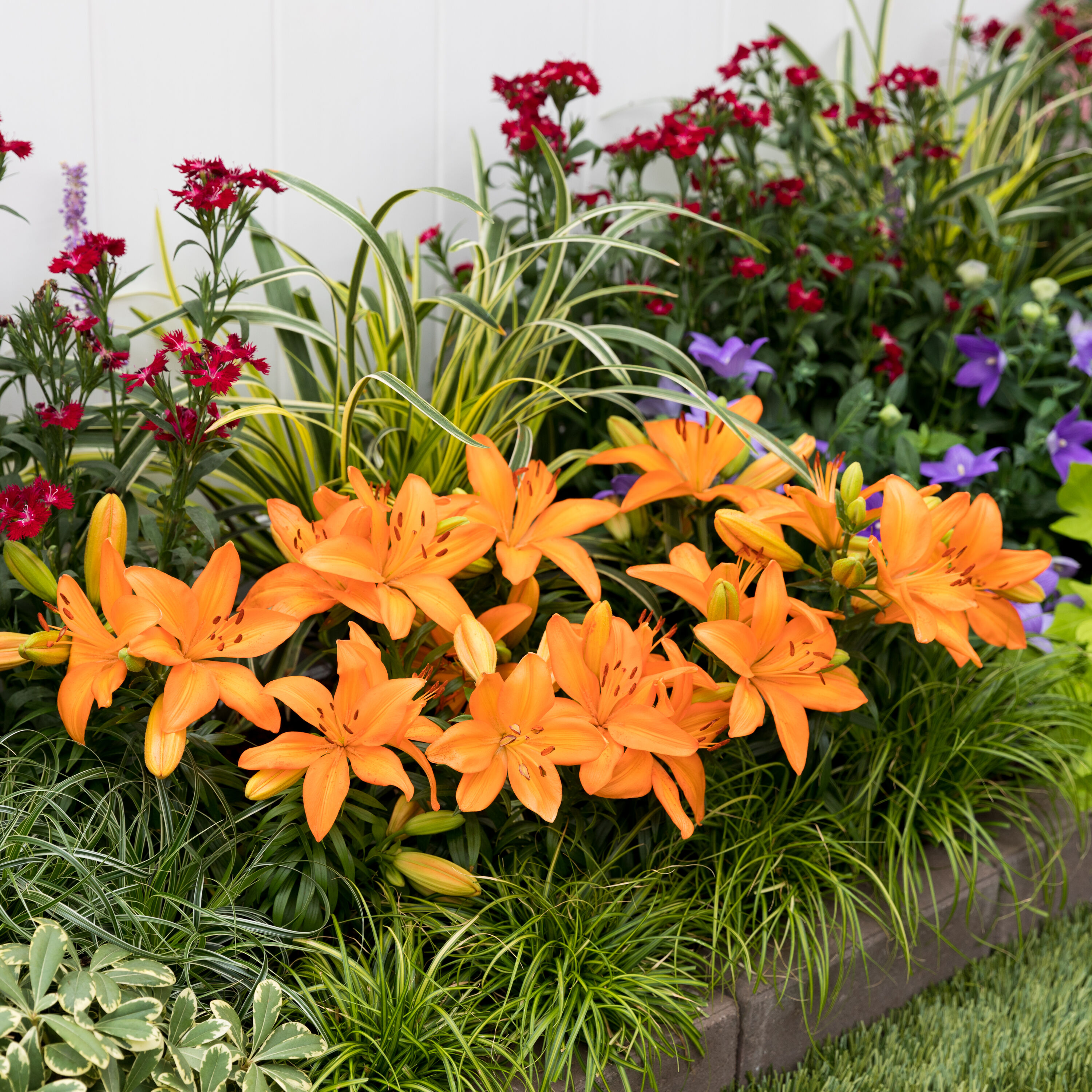 Monrovia 78673 perennials - View #3