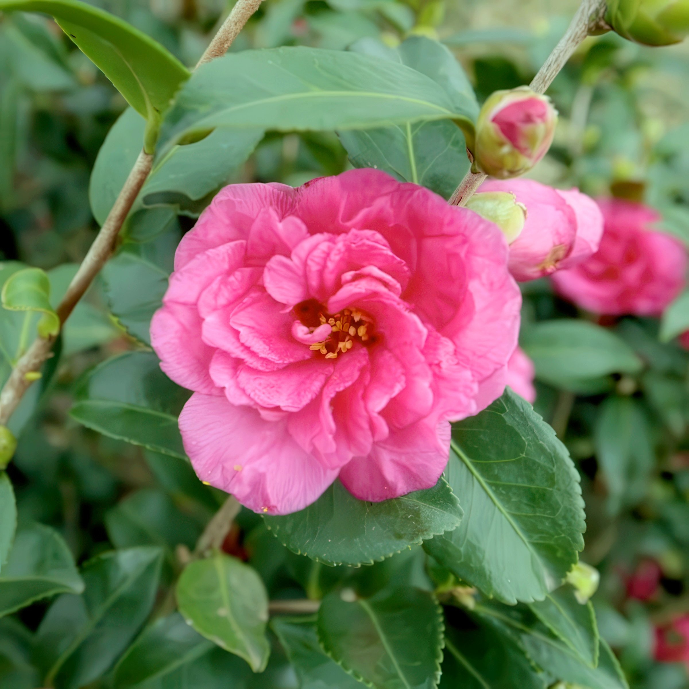 National Plant Network LW2801 shrubs - View #3