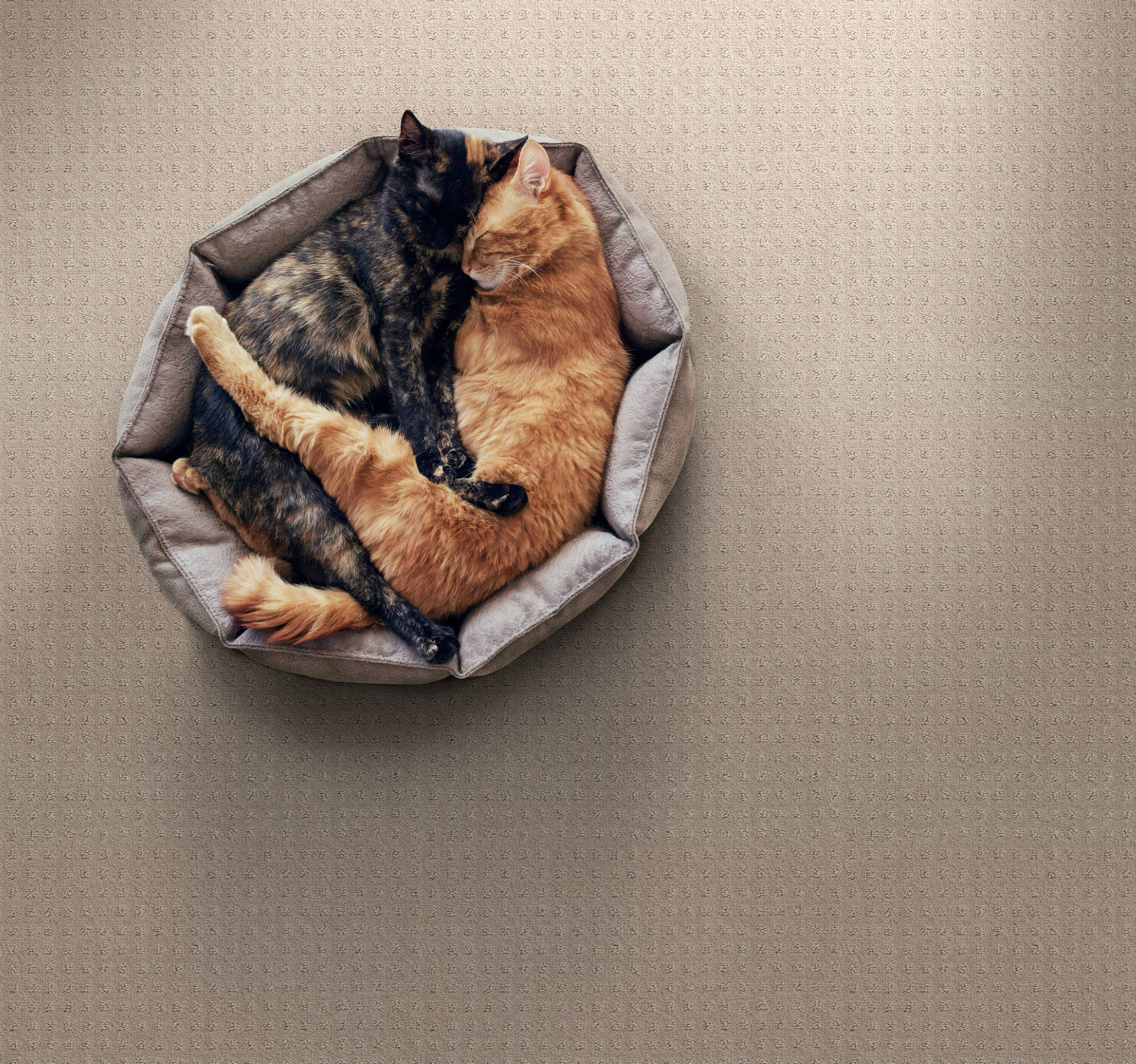STAINMASTER PetProtect 7L898 - 752 - SAMP Carpet-Samples - View #3