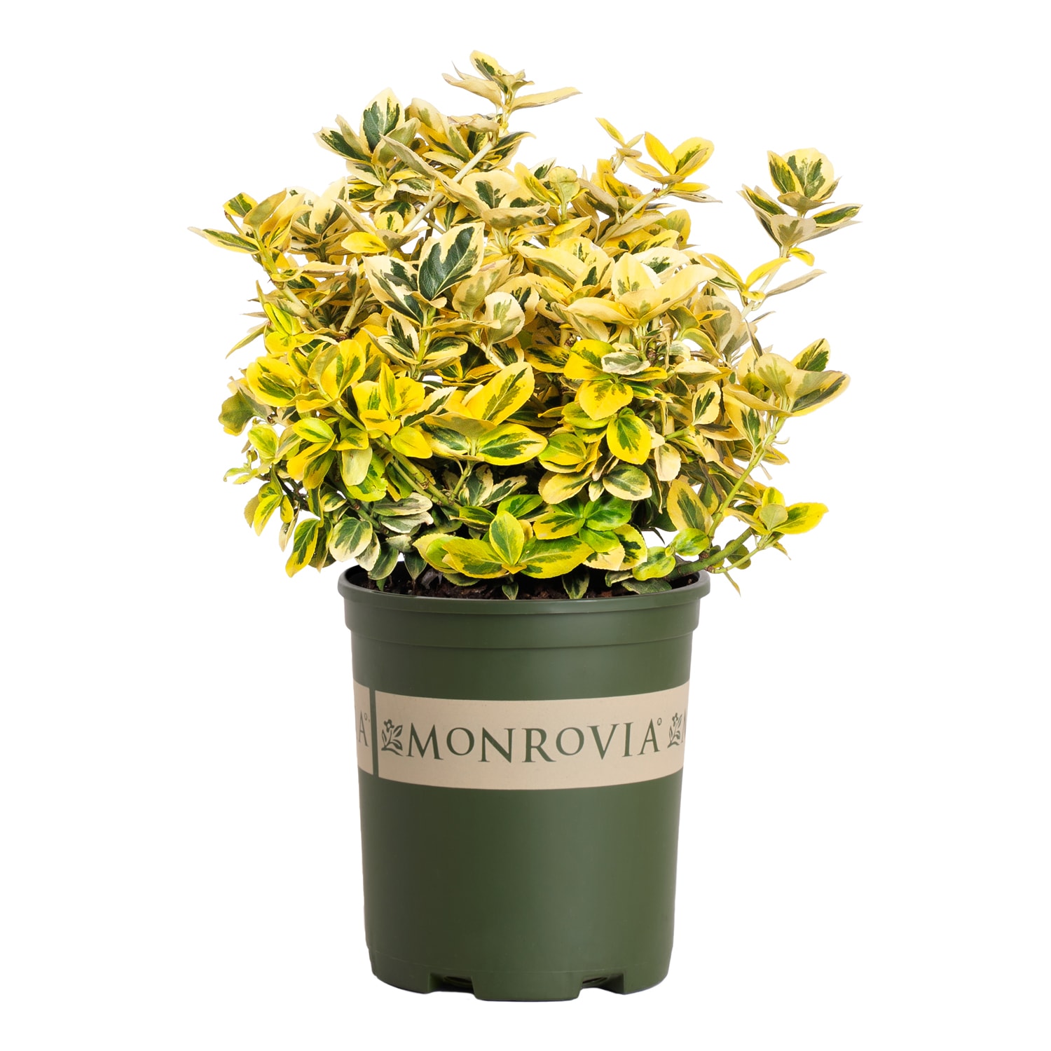 Monrovia 2.6 -Quart Euonymus Sunrise Foundation/Hedge Shrub with Green Blooms 1 -Pack