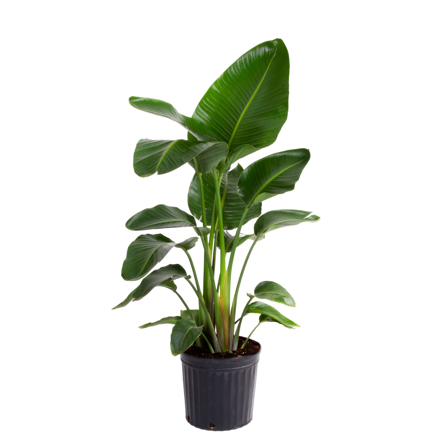 Costa Farms White Bird Of Paradise House Plant in 1.75-Gallon Pot in ...