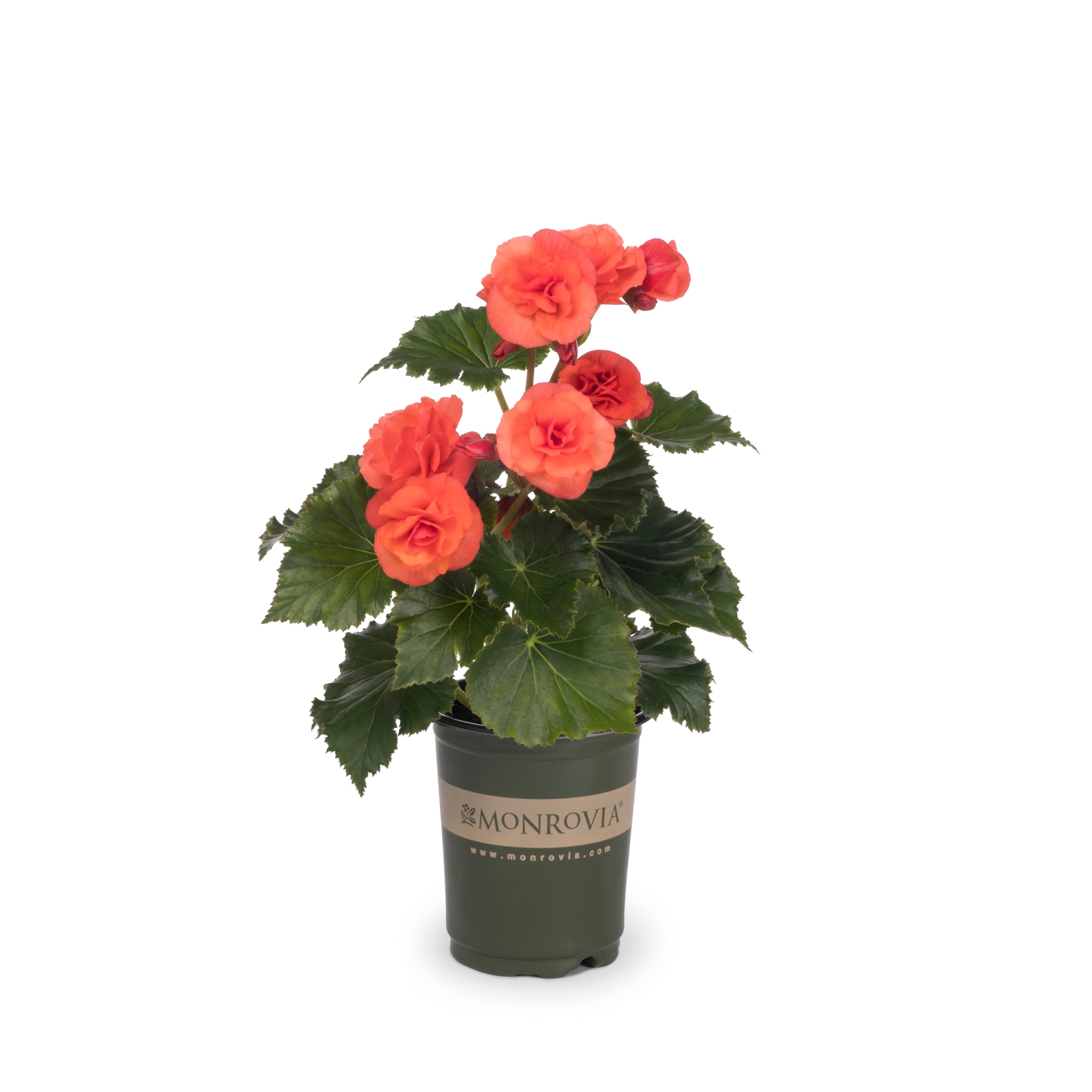 Lowe's 810076 annuals - View #5